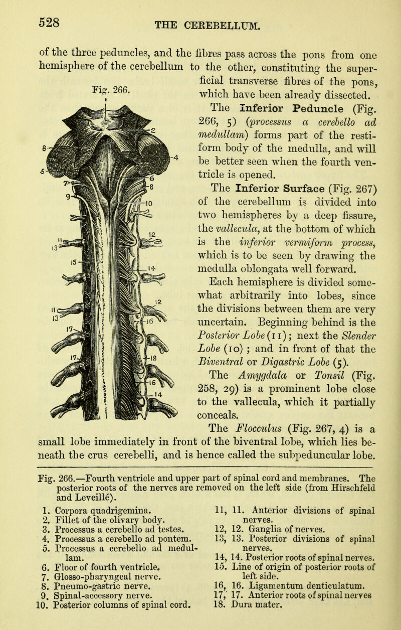 Fi^. 266. of the three peduncles, and the fibres pass across the pons from one hemisphere of the cerebellum to the other, constituting the super- ficial transverse fibres of the pons, which have been already dissected. The Inferior Peduncle (Fig. 266, 5) (lorocessus a cerehello ad meduUam) forms part of the resti- form body of the medulla, and will be better seen when the fourth ven- tricle is opened. The Inferior Surface (Fig. 267) of the cerebellum, is divided into two hemispheres by a deep fissure, the vallecula, at the bottom of which is the inferior vermiform process, which is to be seen by drawing the medulla oblongata well forward. Each hemisphere is divided some- what arbitrarily into lobes, since the divisions between them are very uncertain. Beginning behind is the Posterior Lobe (i i); next the Slender Lobe (lo) ; and in front of that the Biventral or Digastric Lobe (5). The Amygdala or Tonsil (Fig. 258, 29) is a prominent lobe close to the vallecula, which it partially conceals. The Flocculus (Fig. 267, 4) is a small lobe immediately in front of the biventral lobe, which lies be- neath the crus cerebelli, and is hence called the subpeduncular lobe. Fig. 266.—Fourth ventricle and upper part of spinal cord and membranes. The posterior roots of the nerves are removed on the left side (from Hirschfeld and Leveille). 1. Corpora quadrigemina. 2. Fillet of the olivary body. 3. Processus a cerebello ad testes. 4. Processus a cerebello ad pontem. 5. Processus a cerebello ad medul- 1am. 6. Floor of fourth ventricle. 7. Glosso-pbaryngeal nerve. 8. Pneumo-gastric nerve. 9. Spinal-accessory nerve. 10. Posterior columns of spinal cord. 11, 11. Anterior divisions of spinal nerves. 12, 12. Ganglia of nerves. 13, 13. Posterior divisions of spinal nerves. 14, 14. Posterior roots of spinal nerves. 15, Line of origin of posterior roots of left side. 16, 16. Ligamentum denticulatum. 17, 17. Anterior roots of spinal nerves 18, Dura mater.