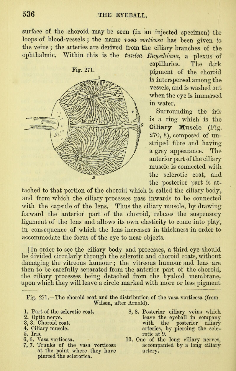 surface of the choroid may be seen (in an injected specimen) the loops of blood-vessels ; the name vasa vorticosa has been given to the veins ; the arteries are derived from the ciliary branches of tlie ophthalmic. Within this is the tunica Emjschiana, a plexus of capillaries. The dark pigment of the choroid is interspersed among the vessels, and is washed out when the eye is immersed in water. Surrounding the iris is a ring which is the Ciliary Muscle (Fig. 270, 8), composed of un- striped fibre and having a grey appearance. The anterior part of the ciliary muscle is connected with the sclerotic coat, and the posterior part is at- tached to that portion of the choroid which is called the ciliary body^ and from which the ciliary processes pass inwards to be connected with the capsule of the lens. Thus the ciliary muscle, by drawing forward the anterior part of the choroid, relaxes the suspensory ligament of the lens and allows its own elasticity to come into play, in consequence of which the lens increases in thickness in order to accommodate the focus of the eye to near objects. [In order to see the ciliary body and processes, a third eye should be divided circularly through the sclerotic and choroid coats, without damaging the vitreous humour ; the vitreous humour and lens are then to be carefully separated from the anterior part of the choroid, the ciliary processes being detached from the hyaloid membrane, upon which they will leave a circle marked with more or less pigment Fig. 271.—The choroid coat and the distribution of the vasa vorticosa (from Wilson, after Arnold). 1. Part of the sclerotic coat. 2. Optic nerve. 3. 3. Choroid coat. 4. Ciliary muscle. 5. Iris. 6. 6. Vasa vorticosa. 7. 7. Trunks of the vasa vorticosa at the point where they have pierced the sclerotica. 8, 8. Posterior ciliary veins which leave the eyeball in company with the posterior ciliary arteries, by piercing the scle- rotic at 9. 10. One of the long ciliary nerves, accompanied by a long ciliary artery.