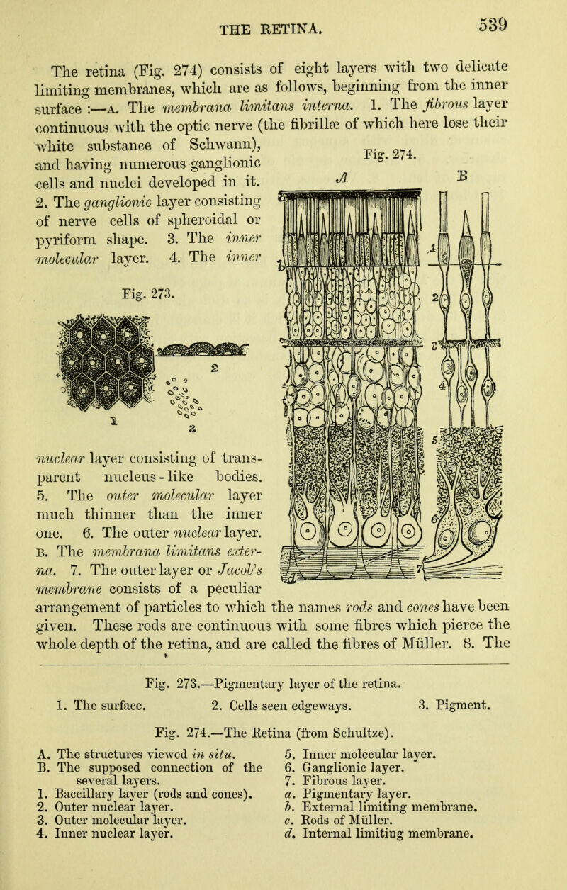 THE RETINA. The retina (Fig. 274) consists of eight layers with two delicate limiting membranes, which are as follows, beginning from the inner surface a. The memhrana limitans interna. 1. The fibrous layer continuous with the optic nerve (the fibrilLne of which here lose their wiiite substance of Schwann), and having numerous ganglionic €ells and nuclei developed in it. 2. The ganglionic layer consisting of nerve cells of spheroidal or pyriform shape. 3. The inner molecular layer. 4. The inner Fig. 273. nuclear layer consisting of trans- parent nucleus - like bodies. 5. The outer molecular layer much thinner than the inner one. 6. The outer nuclear layer. B. The memhrana limitans exter- na. 7. The outer layer or JacoVs membrane consists of a peculiar arrangement of particles to which the names rods and cones have been given. These rods are continuous with some fibres which pierce the whole depth of the retina, and are called the fibres of Mtiller. 8. The Fig. 273.—Pigmentary layer of the retina. 1. The surface. 2. Cells seen edgeways. 3. Pigment. Fig. 274.—The Retina (from Schultze). A. The structures viewed in situ. B. The supposed connection of the several layers. 1. Baccillary layer (rods and cones). 2. Outer nuclear layer. 3. Outer molecular layer. 4. Inner nuclear layer. 5. Inner molecular layer. 6. Ganglionic layer. 7. Fibrous layer. a. Pigmentarjr IsLjer. b. External limiting membrane. c. Rods of Miiller. d. Internal limiting membrane.