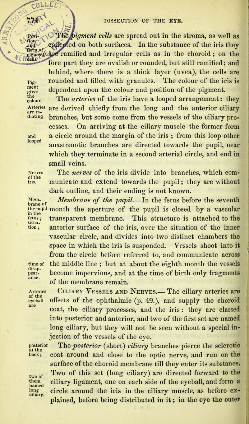 Ibrm of pigment' ■ cells. Pig- ment colour. and looped. Nerves of the iris. Mem. brane of igment cells are spread out in the stroma, as well as !ed on both surfaces. In the substance of the iris they ramified and irregular cells as in the choroid; on the fore part they are ovalish or rounded, but still ramified; and behind, where there is a thick layer (uvea), the cells are rounded and filled with granules. The colour of the iris is dependent upon the colour and position of the pigment. The arteries of the iris have a looped arrangement: they Arteries are derived chiefly from the lonff and the anterior ciliary are ra- j ^ j dialing branches, but some come from the vessels of the ciliary pro- cesses. On arriving at the ciliary muscle the former form a circle around the margin of the iris ; from this loop other anastomotic branches are directed towards the pupil, near which they terminate in a second arterial circle, and end in small veins. The nerves of the iris divide into branches, which com- municate and extend towards the pupil; they are without dark outline, and their ending is not known. Membrane of the pupil.—In the fetus before the seventh thepupii month the aperture of the pupil is closed by a vascular fetus; transparent membrane. This structure is attached to the situa- \ tion; anterior surface of the iris, over the situation of the inner vascular circle, and divides into two distinct chambers the space in which the iris is suspended. Vessels shoot into it from the circle before referred to, and communicate across the middle line ; but at about the eighth month the vessels become impervious, and at the time of birth only fragments of the membrane remain. Ciliary Vessels and Nerves.— The ciliary arteries are ofiTsets of the ophthalmic (p. 49.), and supply the choroid coat, the ciliary processes, and the iris: they are classed into posterior and anterior, and two of the first set are named long ciliary, but they will not be seen without a special in- jection of the vessels of the eye. The posterior (short) ciliary branches pierce the sclerotic coat around and close to the optic nerve, and run on the surface of the choroid membrane till they enter its substance. Two of this set (long ciliary) are directed forward to the ciliary ligament, one on each side of the eyeball, and form a circle around the iris in the ciliary muscle, as before ex- plained, before being distributed in it; in the eye the outer time of disap- pear- ance. Arteries of the eyeball are posterior at the back J two of them named long ciliary.