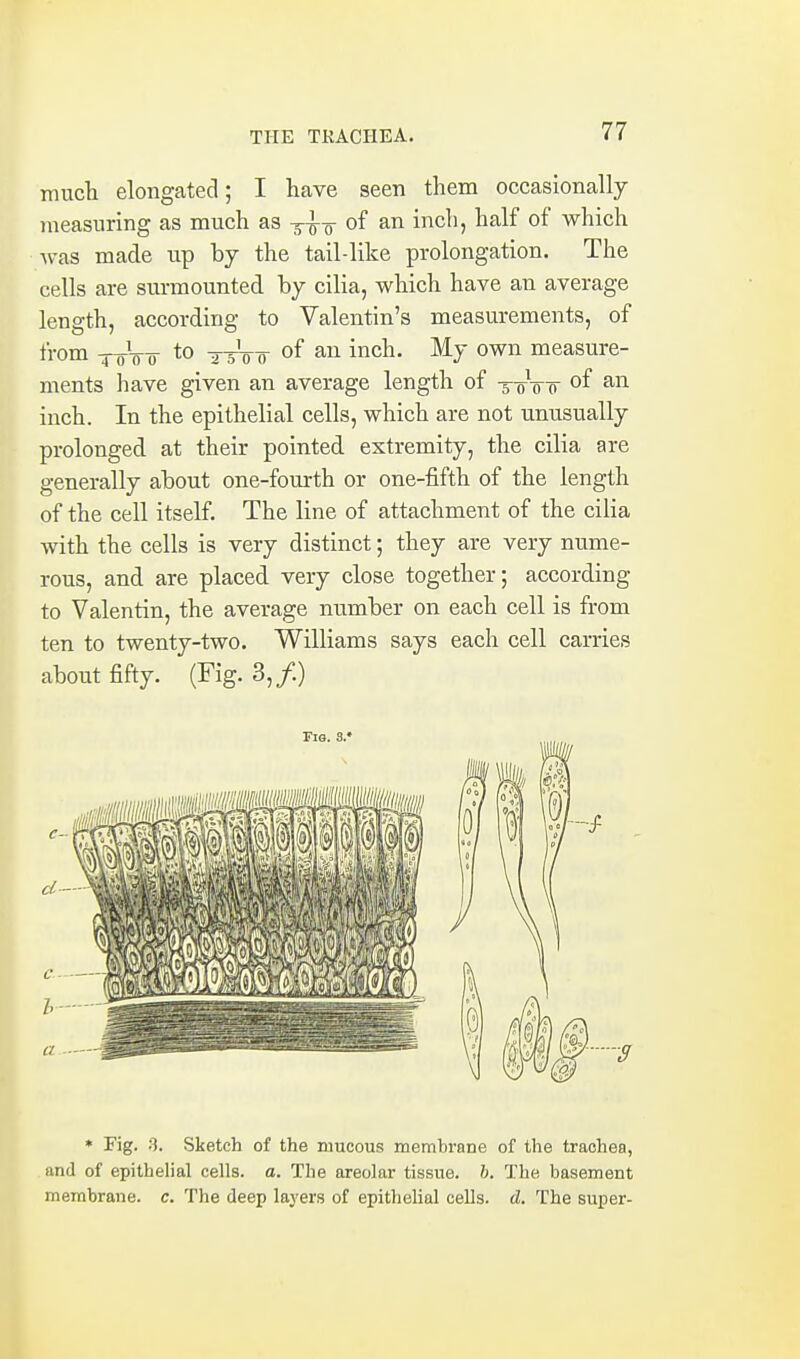 much elongated; I have seen them occasionally measuring as much as -^-J-g- of an inch, half of which Avas made up by the tail-like prolongation. The cells are surmounted by cilia, which have an average length, according to Valentin's measurements, of from ^Vo-o- to ttV0- of i^^ch. My own measure- ments have given an average length of t-oVo of an inch. In the epithelial cells, which are not unusually prolonged at their pointed extremity, the cilia are generally about one-fourth or one-fifth of the length of the cell itself. The line of attachment of the cilia with the cells is very distinct; they are very nume- rous, and are placed very close together; according to Valentin, the average number on each cell is from ten to twenty-two. Williams says each cell carries about fifty. (Fig. 3,/.) * Fig. :3. Sketch of the mucous memhrane of the trachea, and of epithelial cells, a. The areolar tissue. 6. The basement membrane, c. The deep layers of epithelial cells, d. The super-