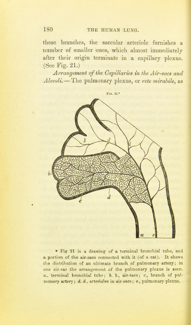 these branches, the saccular arteriole furnishes a number of smaller ones, which almost immediately after their origin terminate in a capillary plexus. (See Fig. 21.) Arrangement of the Capillar-tes in the Air-sacs and Alveoli, — The pulmonary plexus, or rete mirabile, as Via. SI. • Fig 21 is a drawing of a terminal bronchial tnlie, and a portion of the air-sacs connected with it (of a cat). It shews tlie distribution of an ultimate branch of pulmonary artery; in one air-sac the arrangement of the pulmonary plexus is seen, a., terminal bronchial tube ; 6. 6., air-sacs; c, branch of pnl- inonnry arterj'; d. d., arterioles in air-sacs; e., pulmonary plexus.