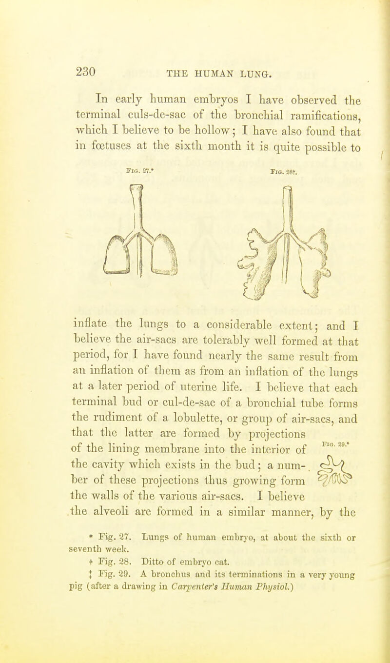 In early human eraLryos I have observed the terminal culs-cle-sac of the bronchial ramifications, which I believe to be hollow; I have also found that in foetuses at the sixth month it is quite possible to Tin- 27.' Fjg. set. inflate the lungs to a considerable extent; and I believe the air-sacs are tolerably well formed at that period, for I have found nearly the same result from an inflation of them as from an inflation of the lungs at a later period of uterine life. I believe that each terminal bud or cul-de-sac of a bronchial tube forms the rudiment of a lobulette, or group of air-sacs, and that the latter are formed by projections of the lining membrane into tlie interior of the cavity which exists in the bud ; a num- ber of these projections thus growing form ^/tWo^ the walls of the various air-sacs. I believe the alveoli are formed in a similar manner, by the * Fig. 27. Lungs of human embryo, at about the sixth or seventh week. + Fig. 28. Ditto of embryo cat. J Fig. 29. A bronchus and its terminations in a very young pig (after a drawing in Carpenter's Human Physiol.)