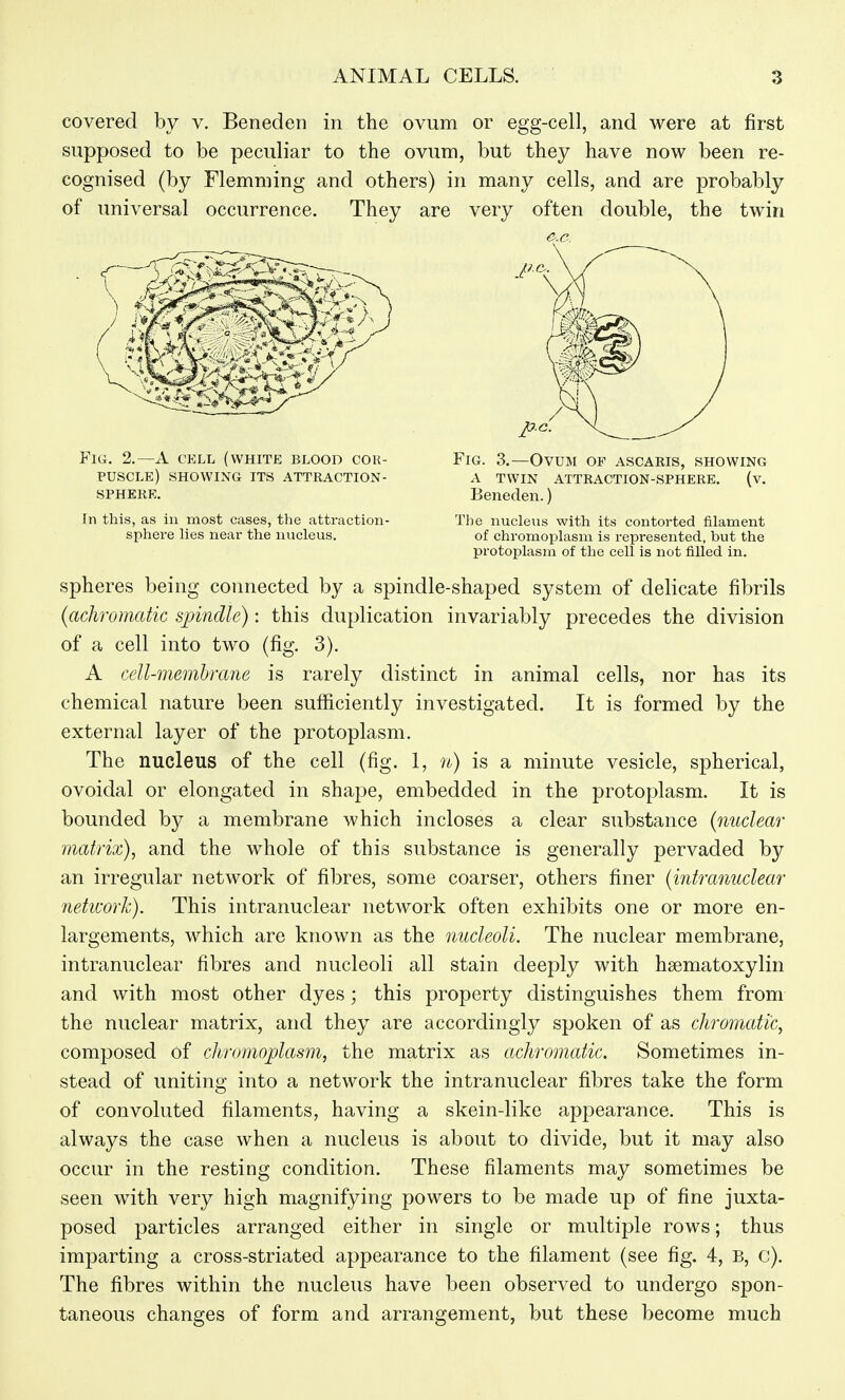 covered by v. Beneden in the ovum or egg-cell, and were at first supposed to be peculiar to the ovum, but they have now been re- cognised (by Flemming and others) in many cells, and are probably of universal occurrence. They are very often double, the twin Fig. 2.—A cell (white blood cor- puscle) SHOWING ITS ATTRACTION- SPHERE. In this, as in nnost cases, the attraction- sphere lies near the nucleus. Fig. 3.—Ovum op ascaris, showing A twin attraction-sphere, (v. Beneden.) The nucleus with its contorted filament of chromoplasm is represented, but the protoplasm of the cell is not filled in. spheres being connected by a spindle-shaped system of delicate fibrils {achromatic spindle): this duplication invariably precedes the division of a cell into two (fig. 3). A cell-memhrane is rarely distinct in animal cells, nor has its chemical nature been sufficiently investigated. It is formed by the external layer of the protoplasm. The nucleus of the cell (fig. 1, n) is a minute vesicle, spherical, ovoidal or elongated in shape, embedded in the protoplasm. It is bounded by a membrane which incloses a clear substance {nuclear matrix), and the whole of this substance is generally pervaded by an irregular network of fibres, some coarser, others finer {intranuclear neticork). This intranuclear network often exhibits one or more en- largements, which are known as the nucleoli. The nuclear membrane, intranuclear fibres and nucleoli all stain deeply with hsematoxylin and with most other dyes; this property distinguishes them from the nuclear matrix, and they are accordingly spoken of as chromatic, composed of chromoplasm, the matrix as achromatic. Sometimes in- stead of uniting into a network the intranuclear fibres take the form of convoluted filaments, having a skein-like appearance. This is always the case when a nucleus is about to divide, but it may also occur in the resting condition. These filaments may sometimes be seen with very high magnifying powers to be made up of fine juxta- posed particles arranged either in single or multiple rows; thus imparting a cross-striated appearance to the filament (see fig. 4, B, c). The fibres within the nucleus have been observed to undergo spon- taneous changes of form and arrangement, but these become much
