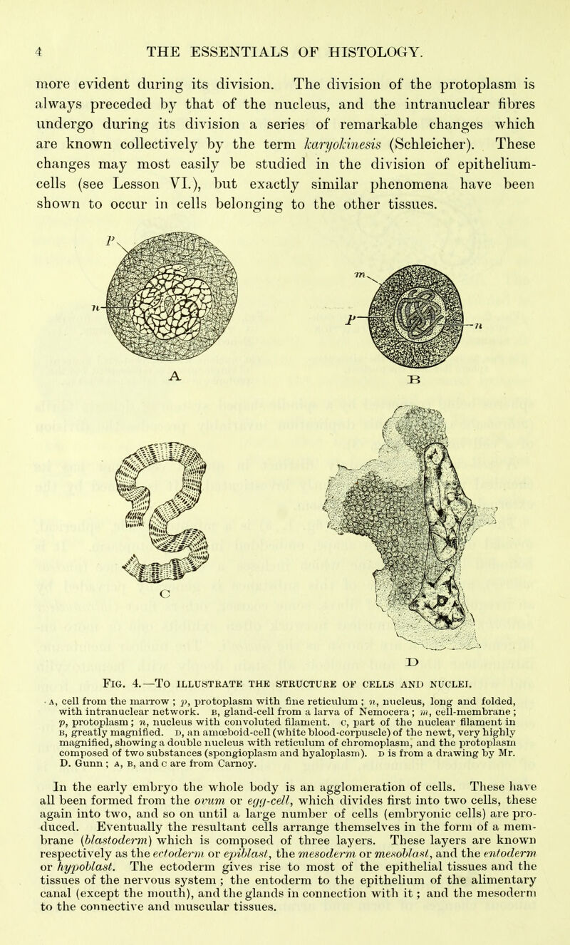 more evident during its division. The division of the protoplasm is always preceded by that of the nucleus, and the intranuclear fibres undergo during its division a series of remarkable changes which are known collectively by the term karyoldnesis (Schleicher). These changes may most easily be studied in the division of epithelium- cells (see Lesson VI.), but exactly similar phenomena have been shown to occur in cells belonging to the other tissues. n D Fig. 4.—To illustrate the structure of cells and nuclei. • A, cell from the marrow ; 5), protoplasm with fine reticulum ; n, luicleus, long and folded, with intranuclear network, b, gland-cell from a larva of Nemocera ; w, cell-membrane ; p, protoplasm; n, nucleus with convoluted filament, c, part of the nuclear filament in B, greatly magnified, d, an amoeboid-cell (white blood-corpuscle) of the newt, very highly magnified, showing a double nucleus with reticulum of chromoplasm, and the protoplasm composed of two substances (spongioplasm and hyaloplasm), d is from a drawing by Mr. D. Gunn ; a, b, and c are from Carnoy. In the early embryo the whole body is an agglomeration of cells. These have all been formed from the onim or eytj-cell, which divides first into two cells, these again into two, and so on until a large number of cells (embryonic cells) are pro- duced. Eventually the resultant cells arrange themselves in the form of a mem- brane [blastoderm) which is composed of three layers. These layers are known respectively as the ectoderm or epibla-st, the mesoderm or mesohlost, and the entoderm or hypoblast. The ectoderm gives rise to most of the epithelial tissues and the tissues of the nervous system ; the entoderm to the epithelium of the alimentary canal (except the mouth), and the glands in connection with it; and the mesoderm to the connective and muscular tissues.