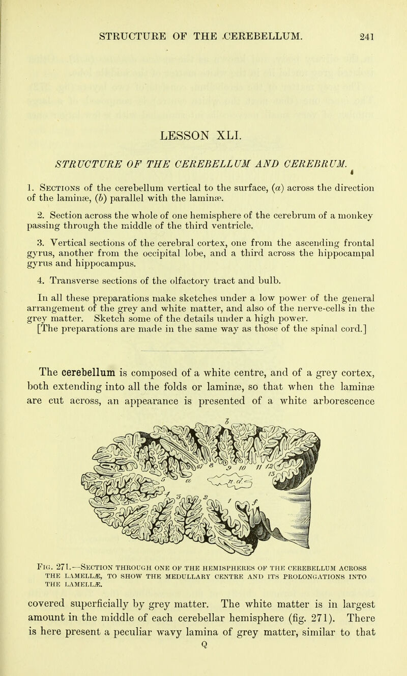 LESSON XLI. STRUCTURE OF THE CEREBELLUM AND CEREBRUM. I 1. Sections of the cerebellum vertical to the surface, (a) across the direction of the laminse, (6) parallel with the laminae. 2. Section across the whole of one hemisphere of the cerebrum of a monkey passing through the middle of the third ventricle. 3. Vertical sections of the cerebral cortex, one from the ascending frontal gyrus, another from the occipital lobe, and a third across the hippocampal gyrus and hippocampus. 4. Transverse sections of the olfactory tract and bulb. In all these preparations make sketches under a low power of the general ari'angement of the grey and white matter, and also of the nerve-cells in the grey matter. Sketch some of the details under a high power. [The preparations are made in the same way as those of the spinal cord.] The cerebellum is composed of a white centre, and of a grey cortex, both extending into all the folds or lamina?, so that when the laminae are cut across, an appearance is presented of a white arborescence Fig. 271.—Section theough one op the hemispheres oy the cerebellum across the lamella, to show the medullary centre and its prolongations into the lamellae, covered superficially by grey matter. The white matter is in largest amount in the middle of each cerebellar hemisphere (fig. 271). There is here present a peculiar wavy lamina of grey matter, similar to that Q