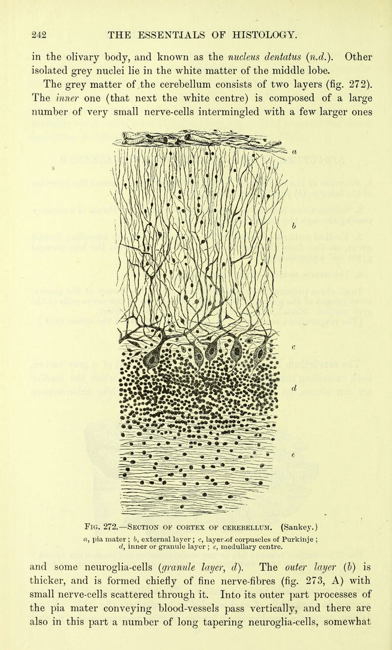 in the olivary body, and known as the nucleus dentatus (n.d.). Other isolated grey nuclei lie in the white matter of the middle lobe. The grey matter of the cerebellum consists of two layers (fig. 272). The inne?' one (that next the white centre) is composed of a large number of very small nerve-cells intermingled with a few larger ones * Fig. 272.—Section of cortex of cerebellum. (Sankey.) a, pia mater; 6, external layer; c, layer .of corpuscles of Purkinje ; d, Inner or granule layer ; e, medullary centre. and some neuroglia-cells {granule layer, d). The outer layer (h) is thicker, and is formed chiefly of fine nerve-fibres (fig. 273, A) with small nerve-cells scattered through it. Into its outer part processes of the pia mater conveying blood-vessels pass vertically, and there are also in this part a number of long tapering neuroglia-cells, somewhat