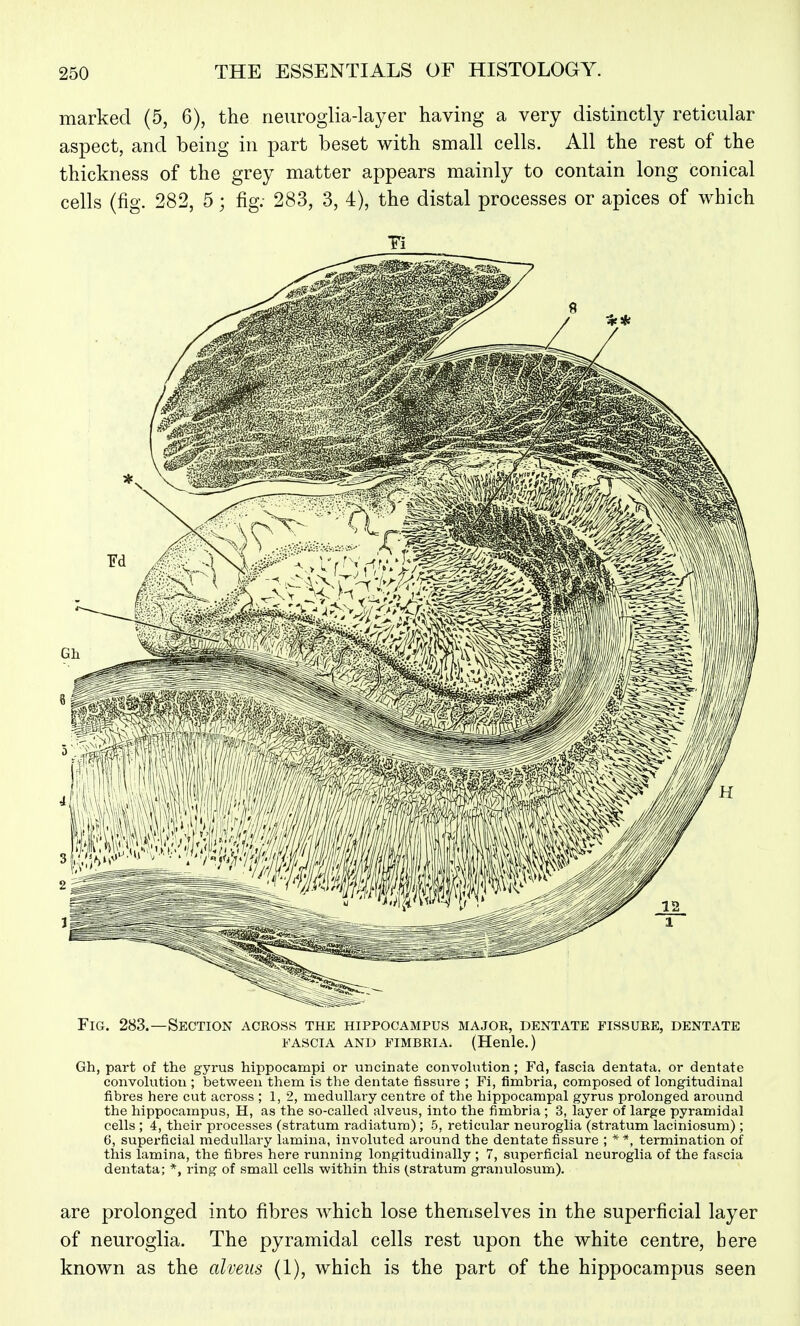 marked (5, 6), the rieuroglia-layer having a very distinctly reticular aspect, and being in part beset with small cells. All the rest of the thickness of the grey matter appears mainly to contain long conical cells (fig. 282, 5; fig; 283, 3, 4), the distal processes or apices of which Fig. 283.—Section across the hippocampus major, dentate fissure, dentate FASCIA AND FIMBRIA. (Henle.) Gh, part of the gyrus hippocampi or uncinate convohition; Fd, fascia dentata. or dentate convolution ; between them is the dentate fissure ; Fi, fimbria, composed of longitudinal fibres here cut across ; 1, 2, medullary centre of the hippocampal gyrus prolonged around the hippocampus, H, as the so-called alveus, into the fimbria ; 3, layer of large pyramidal cells ; 4, their processes (stratum radiatum); 5, reticular neuroglia (stratum laciniosum) ; 6, superficial medullary lamina, involuted around the dentate fissure ; * *, termination of this lamina, the fibres here running longitudinally ; 7, superficial neuroglia of the fascia dentata; *, ring of small cells within this (stratum granulosvim). are prolonged into fibres which lose themselves in the superficial layer of neuroglia. The pyramidal cells rest upon the white centre, here known as the alveus (1), which is the part of the hippocampus seen