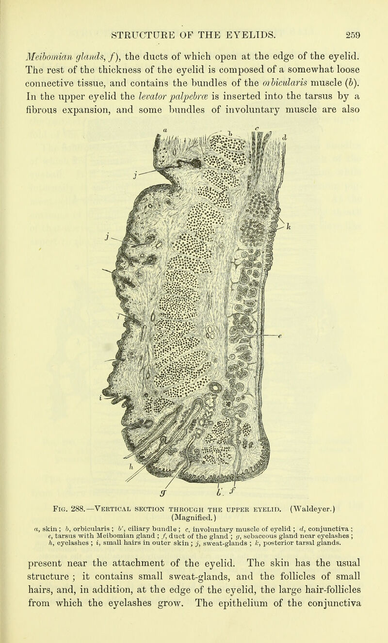 Meibomian glands, /), the ducts of which open at the edge of the eyelid. The rest of the thickness of the eyelid is composed of a somewhat loose connective tissue, and contains the bundles of the orbicularis muscle (b). In the upper eyelid the levator palpebrce is inserted into the tarsus by a fibrous expansion, and some bundles of involuntary muscle are also Fig. 288.—Vertical section through the upper eyelid. (Waldeyer.) (Magnified.) a, skin; b, orbicularis ; b', ciliary bundle ; c, involuntary muscle of eyelid ; d, conjunctiva ; e, tarsus with Meibomian gland ; /, duct of the gland ; g, sebaceous gland near eyelashes ; h, eyelashes ; i, small hairs in outer skin ; j, sweat-glands ; Jc, posterior tarsal glands. present near the attachment of the eyelid. The skin has the usual structure ; it contains small sweat-glands, and the follicles of small hairs, and, in addition, at the edge of the eyelid, the large hair-follicles from which the eyelashes grow. The epithelium of the conjunctiva