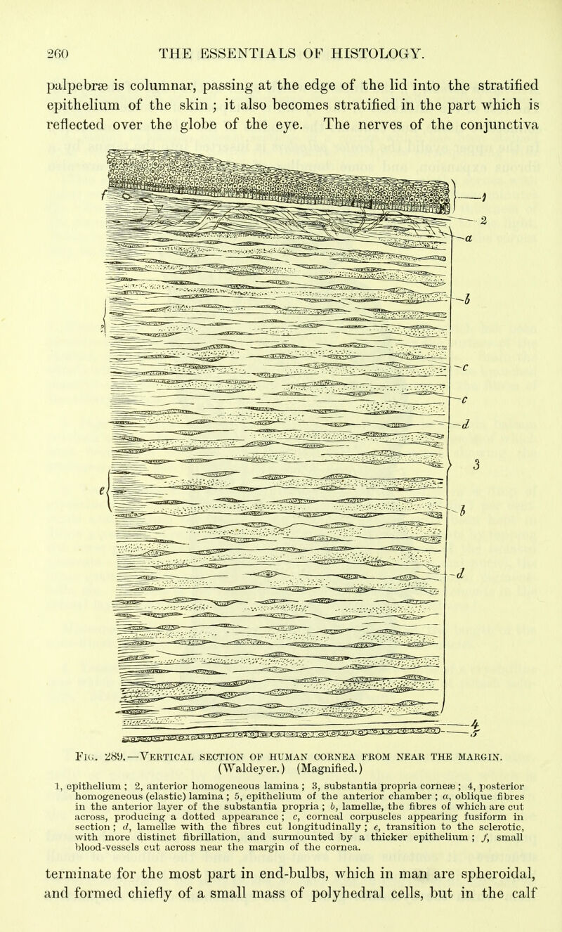 palpebrse is columnar, passing at the edge of the lid into the stratified epithelium of the skin ; it also becomes stratified in the part which is reflected over the globe of the eye. The nerves of the conjunctiva Fu;. 28y.—Vektical section of human cornea from near the margin. (Waldeyer.) (Magnified.) 1, epithelium ; 2, anterior liomogeneous lamina ; 3, substantia propria cornese ; 4, posterior homogeneous (elastic) lamina ; 5, epithelium of the anterior chamber ; a, oblique fibres in the anterior layer of the substantia propria ; b, lamellae, the fibres of which are cut across, producing a dotted appearance ; c, corneal corpuscles appearing fusiform in section ; d, lamellae with the fibres cut longitudinally ; e, transition to the sclerotic, with more distinct fibrillation, and surmounted by a thicker epitheliiim ; /, small blood-vessels cut across near the margin of the cornea. terminate for the most part in end-bulbs, which in man are spheroidal, and formed chiefly of a small mass of polyhedral cells, but in the calf