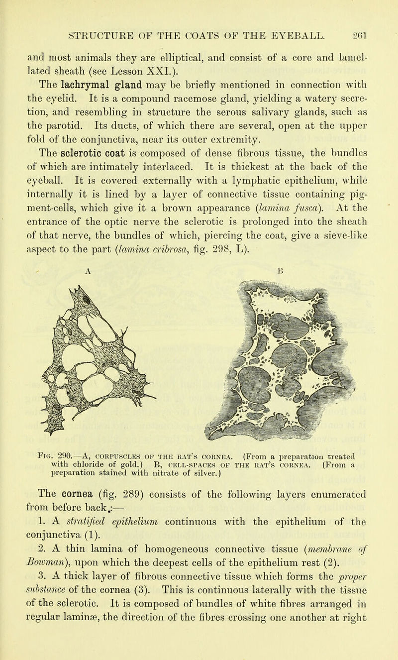 STRUCTURE OF THE COATS OF THE EYEBALL. and most animals they are elliptical, and consist of a core and lamel- lated sheath (see Lesson XXL). The lachrymal gland may be briefly mentioned in connection with the eyelid. It is a compound racemose gland, yielding a watery secre- tion, and resembling in structure the serous salivary glands, such as the parotid. Its ducts, of which there are several, open at the upper fold of the conjunctiva, near its outer extremity. The sclerotic coat is composed of dense fibrous tissue, the bundles of which are intimately interlaced. It is thickest at the back of the eyeball. It is covered externally with a lymphatic epithelium, while internally it is lined by a layer of connective tissue containing pig- ment-cells, which give it a brown appearance {Imnina fusca). At the entrance of the optic nerve the sclerotic is prolonged into the sheath of that nerve, the bundles of which, piercing the coat, give a sieve-like aspect to the part (lamina cribrosa, fig. 298, L). Fig. 290.—a, corpuscles of the rat's cornea. (From a preparatioji treated with chloride of gold.) B, cell-spaces of the rat's cornea. (From a preparation stained with nitrate of silver.) The cornea (fig. 289) consists of the following layers enumerated from before back.:— 1. A stratified epithelium continuous with the epithelium of the conjunctiva (1). 2. A thin lamina of homogeneous connective tissue (^membrane of Bowman), upon which the deepest cells of the epithelium rest (2). 3. A thick layer of fibrous connective tissue which forms the proper substance of the cornea (3). This is continuous laterally with the tissue of the sclerotic. It is composed of bundles of white fibres arranged in regular laminae, the direction of the fibres crossing one another at right
