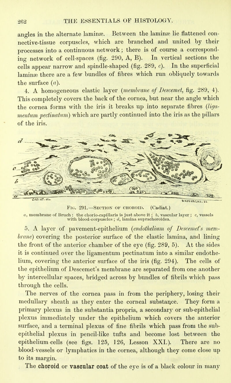 angles in the alternate laminse. Between the laminae lie flattened con- nective-tissue corpuscles, which are branched and united by their processes into a continuous network; there is of course a correspond- ing network of cell-spaces (fig. 290, A, B). In vertical sections the cells appear narrow and spindle-shaped (fig. 289, c). In the superficial laminae there are a few bundles of fibres which run obliquely towards the surface (a). 4. A homogeneous elastic layer {membrane of Descemet, fig. 289, 4). This completely covers the back of the cornea, but near the angle which the cornea forms with the iris it breaks up into separate fibres (liga- mentum pedinakm) which are partly continued into the iris as the pillars of the iris. Fig. 291.—Section of choroid. (Cadiat.) «, membrane of Bruch : the chorio-capillaris is just above it;' 6, vascular layer ; c, vessels with blood-corpuscles ; d, lamina suprachoroidea. 5. A layer of pavement-epithelium {endothelium of Descemefs mem- hmne) covering the posterior surface of the elastic lamina, and lining the front of the anterior chamber of the eye (fig. 289, 5). At the sides it is continued over the ligamentum pectinatum into a similar endothe- lium, covering the anterior surface of the iris (fig. 294). The cells of the epithelium of Descemet's membrane are separated from one another by intercellular spaces, bridged across by bundles of fibrils which pass through the cells. The nerves of the cornea pass in from the periphery, losing their medullary sheath as they enter the corneal substance. They form a primary plexus in the substantia propria, a secondary or sub-epithelial plexus immediately under the epithelium which covers the anterior surface, and a terminal plexus of fine fibrils which pass from the sub- epithelial plexus in pencil-like tufts and become lost between the epithelium cells (see figs. 125, 126, Lesson XXL). There are no blood-vessels or lymphatics in the cornea, although they come close up to its margin. The choroid or vascular coat of the eye is of a black colour in many