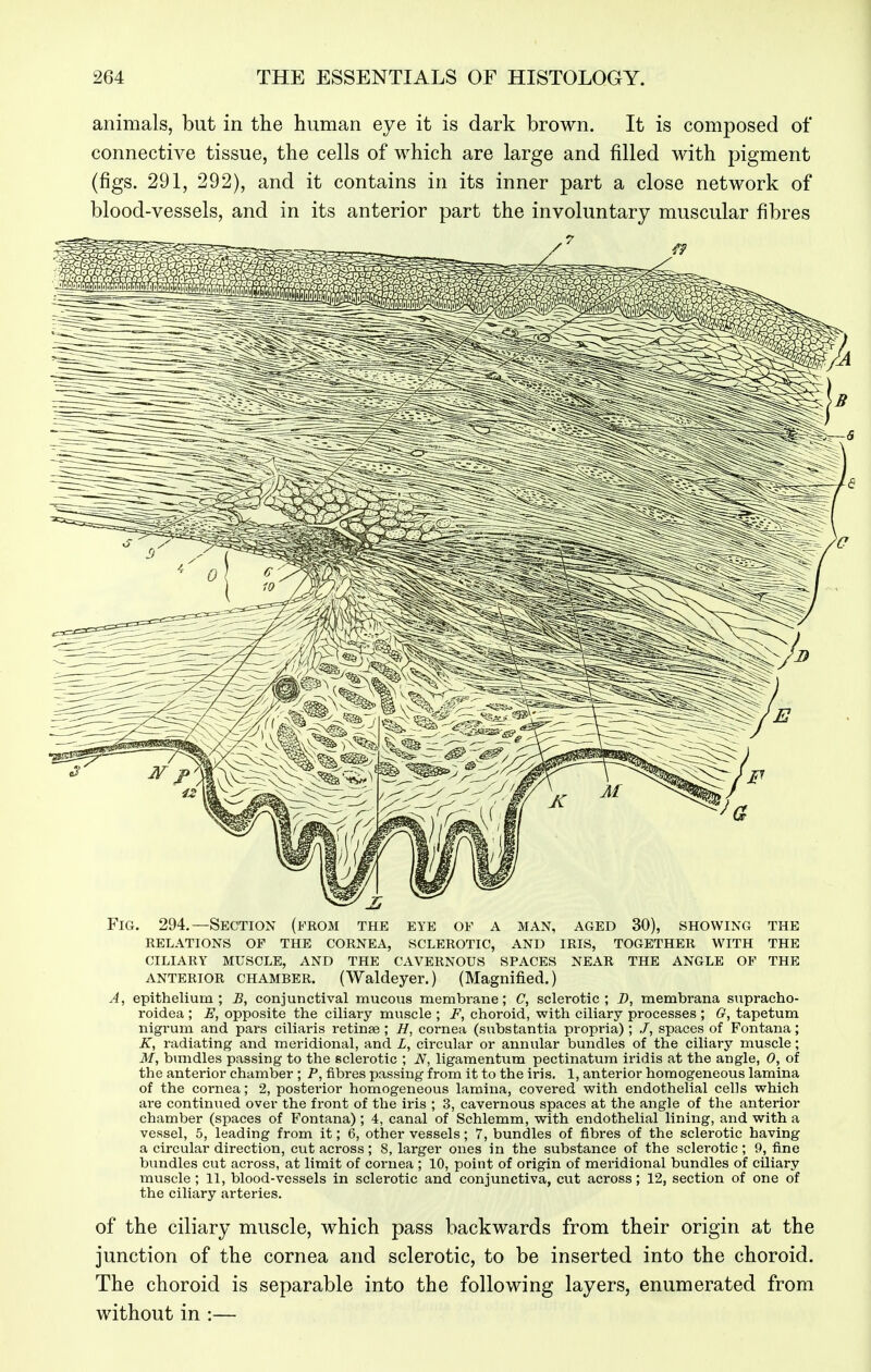 animals, but in the human eye it is dark brown. It is composed of connective tissue, the cells of which are large and filled with pigment (figs. 291, 292), and it contains in its inner part a close network of blood-vessels, and in its anterior part the involuntary muscular fibres Fig. 294.—Section (from the eye of a man, aged 30), showing the relations of the cornea, sclerotic, and iris, together with the ciliary muscle, AND THE CAVERNOUS SPACES NEAR THE ANGLE OF THE ANTERIOR CHAMBER. (Waldeyer.) (Magnified.) A, epithelium; B, conjunctival mucous membrane; C, sclerotic; D, membrana supracho- roidea ; E, opposite the ciliary muscle ; F, choroid, with ciliary processes ; G, tapetum nigrum and pars ciliaris retinae ; H, cornea (substantia propria); ,7, spaces of Fontana; K, radiating and meridional, and L, circular or annular bundles of the ciliary muscle; M, bmidles passing to the sclerotic ; N, ligamentum pectinatum iridis at the angle, 0, of the anterior chamber ; P, fibres passing from it to the iris. 1, anterior homogeneous lamina of the cornea; 2, posterior homogeneous lamina, covered with endothelial cells which are continued over the front of the iris ; 3, cavernous spaces at the angle of the anterior chamber (spaces of Fontana) ; 4, canal of Schlemm, with endothelial lining, and with a vessel, 5, leading from it; 6, other vessels; 7, bundles of fibres of the sclerotic having a circular direction, cut across; 8, larger ones in the substance of the sclerotic; 9, fine bundles cut across, at limit of cornea ; 10, point of origin of meridional bundles of ciliary muscle; 11, blood-vessels in sclerotic and conjunctiva, cut across; 12, section of one of the ciliary arteries. of the ciliary muscle, which pass backwards from their origin at the junction of the cornea and sclerotic, to be inserted into the choroid. The choroid is separable into the following layers, enumerated from without in :—