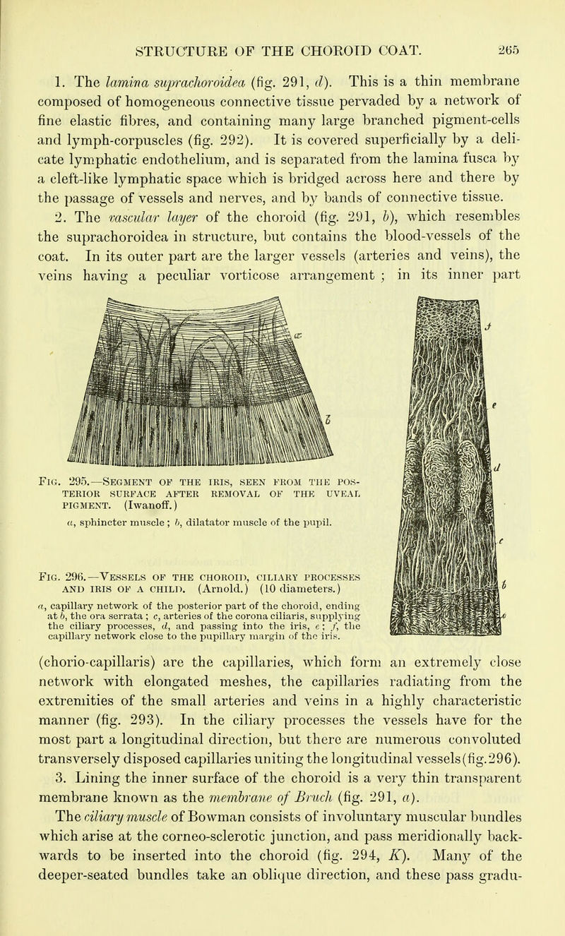 1. The lamina supracJioroidea (fig. 291, d). This is a thin membrane composed of homogeneous connective tissue pervaded by a network of fine elastic fibres, and containing many large branched pigment-cells and lymph-corpuscles (fig. 292). It is covered superficially by a deli- cate lymphatic endothelium, and is separated from the lamina fusca by a cleft-like lymphatic space which is bridged across here and there by the passage of vessels and nerves, and by bands of connective tissue. 2. The vascular layer of the choroid (fig. 291, b), which resembles the suprachoroidea in structure, but contains the blood-vessels of the coat. In its outer part are the larger vessels (arteries and veins), the veins having a peculiar vorticose arrangement ; in its inner part Fig. 295.—Segment of the iris, seen from the pos- terior SURFACE AFTER REMOVAL OF THE UVEAL PIGMENT. (Iwanoff.) a, sphincter muscle ; b, dilatator muscle of the pupil. Fig. 296.—Vessels of the choroid, ciliary processes AND IRIS OF A CHILD. (Arnold.) (10 diameters.) n, capillary network of the posterior part of the choroid, ending at 6, the ora serrata ; c, arteries of the corona ciliaris, supplj^ing the ciliary processes, d, and passing into the iris, e ; the capillary network close to the pupillary margin of the irin. (chorio-capillaris) are the capillaries, which form an extremely close network with elongated meshes, the capillaries radiating from the extremities of the small arteries and veins in a highly characteristic manner (fig. 293). In the ciliary processes the vessels have for the most part a longitudinal direction, but there are numerous convoluted transversely disposed capillaries uniting the longitudinal vessels (fig. 296). 3. Lining the inner surface of the choroid is a very thin transparent membrane known as the membrane of Bruch (fig. 291, a). The ciliary muscle of Bowman consists of involuntary muscular bundles which arise at the corneo-sclerotic junction, and pass meridionally back- wards to be inserted into the choroid (fig. 294, K). Many of the deeper-seated bundles take an oblique direction, and these pass gradu-