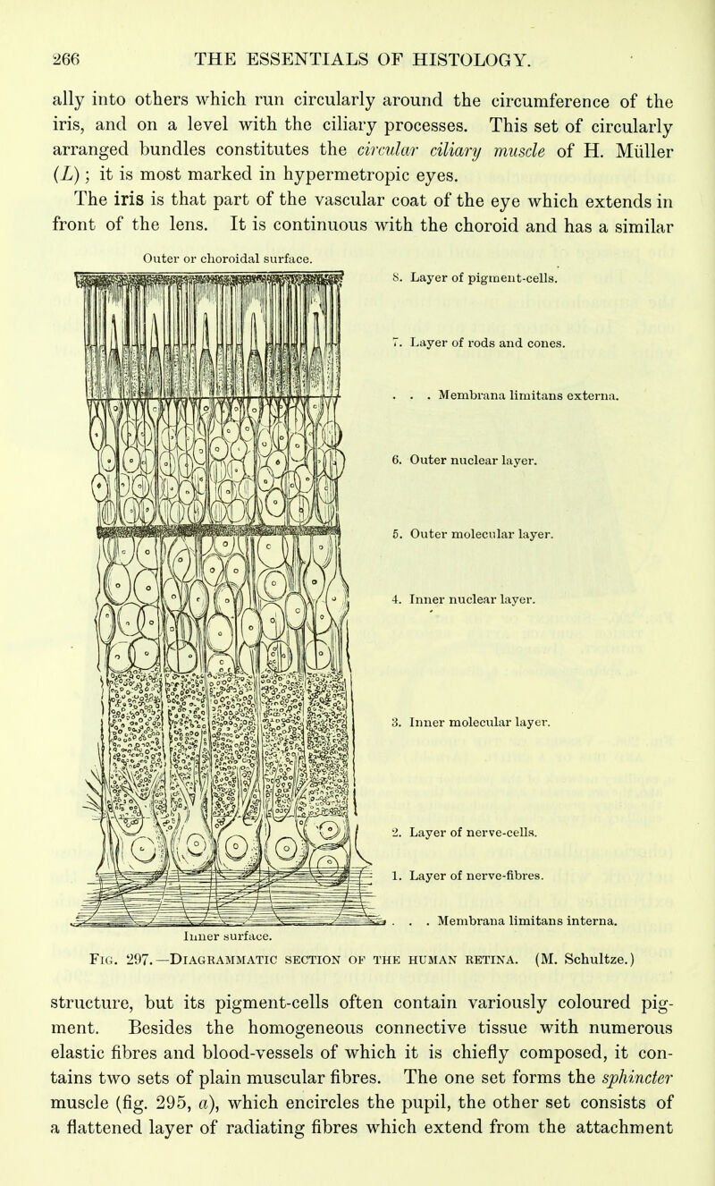 ally into others which ran circularly around the circumference of the iris, and on a level with the ciliary processes. This set of circularly arranged bundles constitutes the circular ciliary muscle of H. Midler {L)) it is most marked in hypermetropic eyes. The iris is that part of the vascular coat of the eye which extends in front of the lens. It is continuous with the choroid and has a similar Outer or choroidal surface. S. Layer of pigmeut-cells. Layer of rods and cones. . Membrana limitans externa. Outer nuclear layer. 6. Outer molecular layer. 4. Inner nuclear layer. 3. Inner molecular layer. 2. Layer of nerve-cells. 1. Layer of nerve-fibres. . . . Membrana limitans interna. Inner surface. Fig. 297. —Diagkammatic section of thp: human retina. (M. Schultze.) structure, but its pigment-cells often contain variously coloured pig- ment. Besides the homogeneous connective tissue with numerous elastic fibres and blood-vessels of which it is chiefly composed, it con- tains two sets of plain muscular fibres. The one set forms the sphincter muscle (fig. 295, a), which encircles the pupil, the other set consists of a flattened layer of radiating fibres which extend from the attachment