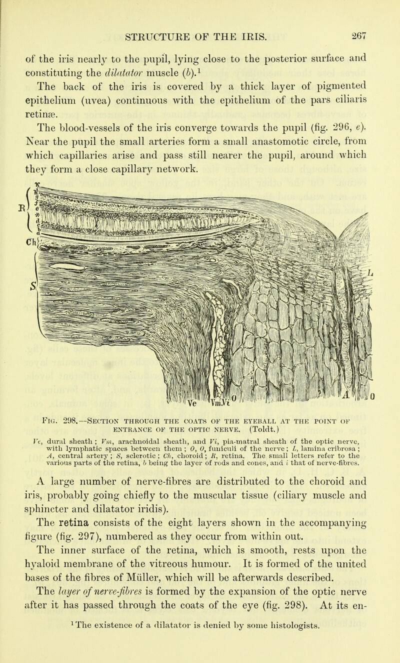 of the iris nearly to the pupil, lying close to the posterior surface and constituting the dilatator muscle {h).^ The back of the iris is covered by a thick layer of pigmented epithelium (uvea) continuous with the epithelium of the pars ciliaris retinae. The blood-vessels of the iris converge towards the pupil (fig. 296, e), Near the pupil the small arteries form a small anastomotic circle, from which capillaries arise and pass still nearer the pupil, around which they form a close capillary network. Fig. 298,—Section through the coats of the eyeball at the point ov ENTRANCE OF THE OPTIC NERVE. (Tolclt.) Ve, dural sheath ; Vm, arachnoidal sheath, and Vi, pia-matral sheath of the optic nerve, with lymphatic spaces between them ; 0, 0, funiciiii of the nerve; L, lamina cribrosa ; A, central artery; S, sclerotic; Ch, choroid; li, retina. The small letters refer to the various parts of the retina, h being the layer of rods and cones, and i that of nerve-fibres. A large number of nerve-fibres are distributed to the choroid and iris, probably going chiefly to the muscular tissue (ciliary muscle and sphincter and dilatator iridis). The retina consists of the eight layers shown in the accompanying- figure (fig. 297), numbered as they occur from within out. The inner surface of the retina, which is smooth, rests upon the hyaloid membrane of the vitreous humour. It is formed of the united bases of the fibres of Midler, which will be afterwards described. The layer of nerve-fihres is formed by the expansion of the optic nerve after it has passed through the coats of the eye (fig. 298). At its en- ^ The existence of a dilatator is denied by some histologists.
