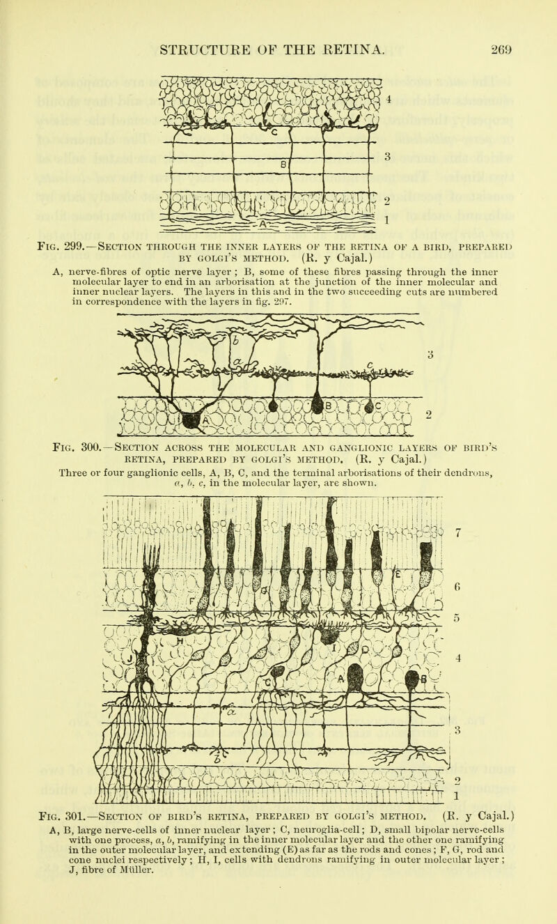 Fig. 299.—Section through the inner layers of the retina of a bird, prepared BY GOLGi's METHOD. (K. y Cajal.) A, nerve-fibres of optic nerve layer ; B, some of these fibres passing through the inner molecular layer to end in an arborisation at the junction of the inner molecular and inner nuclear layers. The layers in this and in the two succeeding cuts are numbered in correspondence with the layers in fig. 207. Fig. 300.—Section across the molecular and ganglionic layers of bird's retina, prepared by golgi's method. (R. y Cajal.) Three or four ganglionic cells, A, B, C, and the terminal arborisations of their dendrons, a, h. c, in the molecular layer, are shown. Fig. 301.—Section of bird's retina, prepared by golgi's method. (E. y Cajal.) A, B, large nerve-cells of inner nuclear layer ; C, neuroglia-cell; D, small bipolar nerve-cells with one process, a, 6, ramifying in the inner molecular layer and the other one ramifying in the outer molecular layer, and extending (E) as far as the rods and cones ; F, G, rod and cone nuclei respectively ; H, I, cells with dendrons ramifying in outer molecular layer; J, fibre of Miiller.