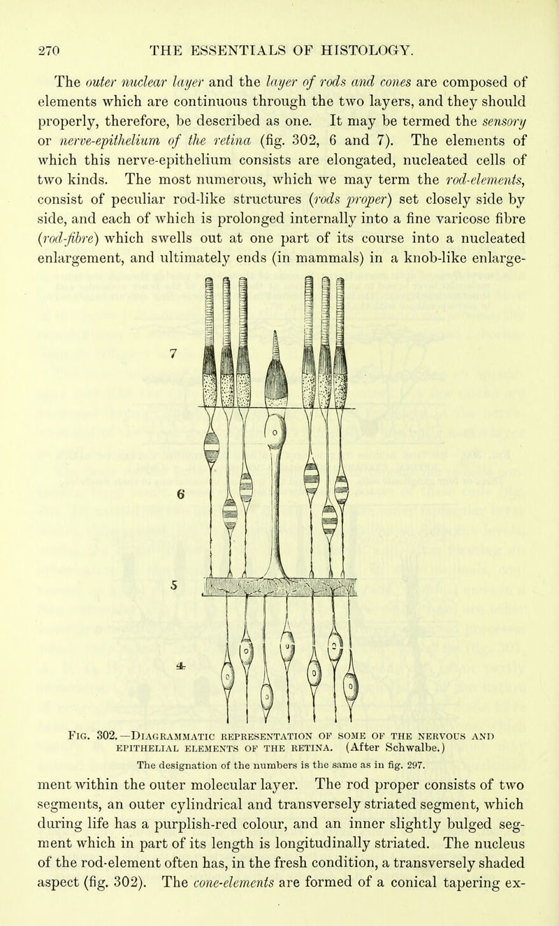 The outer nuclear layer and the layer of rods and cones are composed of elements which are continuous through the two layers, and they should properly, therefore, be described as one. It may be termed the sensory or nerve-epithelium of the retina (fig. 302, 6 and 7). The elements of which this nerve-epithelium consists are elongated, nucleated cells of two kinds. The most numerous, which we may term the rod-elements, consist of peculiar rod-like structures {rods proper) set closely side by side, and each of which is prolonged internally into a fine varicose fibre (rodfibre) which swells out at one part of its course into a nucleated enlargement, and ultimately ends (in mammals) in a knob-like enlarge- FiG. 302.—Diagrammatic representation of some of the nervous and EPITHELIAL ELEMENTS OF THE RETINA. (After Schwalbe.) The designation of the numbers is the same as in fig. 297. ment within the outer molecular layer. The rod proper consists of two segments, an outer cylindrical and transversely striated segment, which daring life has a purplish-red colour, and an inner slightly bulged seg- ment which in part of its length is longitudinally striated. The nucleus of the rod-element often has, in the fresh condition, a transversely shaded aspect (fig. 302). The cone-elements are formed of a conical tapering ex-