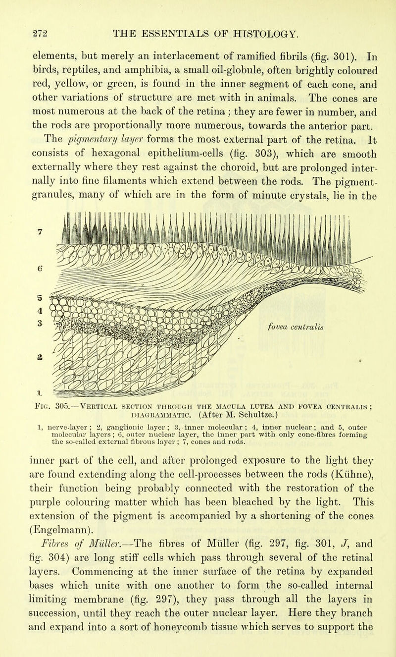 elements, but merely an interlacement of ramified fibrils (fig. 301). In birds, reptiles, and amphibia, a small oil-globule, often brightly coloured red, yellow, or green, is found in the inner segment of each cone, and other variations of structure are met with in animals. The cones are most numerous at the back of the retina ; they are fewer in number, and the rods are proportionally more numerous, towards the anterior part. The pigmentary layer forms the most external part of the retina. It consists of hexagonal epithelium-cells (fig. 303), which are smooth externally where they rest against the choroid, but are prolonged inter- nally into fine filaments which extend between the rods. The pigment- granules, many of which are in the form of minute crystals, lie in the Fig. 305.—Vertical section through the macula lutea and fovea centralis ; DIAGRAMMATIC. (After M. Schultze.) 1, nerve-layer; 2, ganglionic layer; 3, inner molecular; 4, inner nuclear; and 5, outer molecular layers ; (5, outer nuclear layer, the inner part with only cone-fibres forming the so-called external fibrous layer ; 7, cones and rods. inner part of the cell, and after prolonged exposure to the light they are found extending along the cell-processes between the rods (Kiihne), their function being probably connected with the restoration of the purple colouring matter which has been bleached by the light. This extension of the pigment is accompanied by a shortening of the cones (Engelmann). Fibres of MuUer.—The fibres of Miiller (fig. 297, fig. 301, /, and fig. 304) are long stiff cells which pass through several of the retinal layers. Commencing at the inner surface of the retina by expanded bases which unite with one another to form the so-called internal limiting membrane (fig. 297), they pass through all the layers in succession, until they reach the outer nuclear layer. Here they branch and expand into a sort of honeycomb tissue which serves to support the