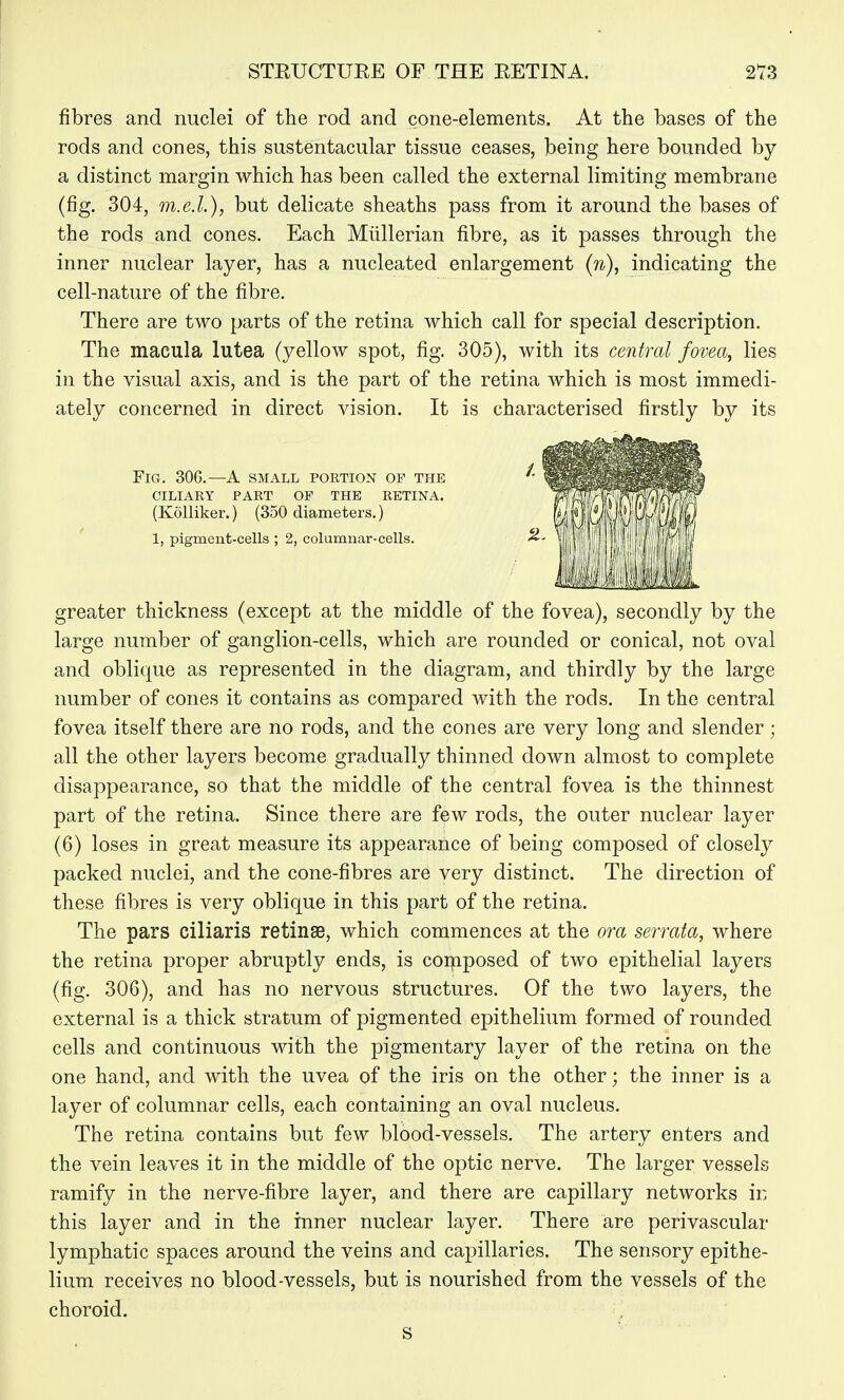 fibres and nuclei of the rod and cone-elements. At the bases of the rods and cones, this sustentacular tissue ceases, being here bounded by a distinct margin which has been called the external limiting membrane (fig. 304, m.e.l.), but delicate sheaths pass from it around the bases of the rods and cones. Each Miillerian fibre, as it passes through the inner nuclear layer, has a nucleated enlargement {n), indicating the cell-nature of the fibre. There are two parts of the retina which call for special description. The macula lutea (yellow spot, fig. 305), with its central fovea^ lies in the visual axis, and is the part of the retina which is most immedi- ately concerned in direct vision. It is characterised firstly by its greater thickness (except at the middle of the fovea), secondly by the large number of ganglion-cells, which are rounded or conical, not oval and oblique as represented in the diagram, and thirdly by the large number of cones it contains as compared with the rods. In the central fovea itself there are no rods, and the cones are very long and slender ; all the other layers become gradually thinned down almost to complete disappearance, so that the middle of the central fovea is the thinnest part of the retina. Since there are few rods, the outer nuclear layer (6) loses in great measure its appearance of being composed of closely packed nuclei, and the cone-fibres are very distinct. The direction of these fibres is very oblique in this part of the retina. The pars ciliaris retinae, which commences at the ora serrata, where the retina proper abruptly ends, is composed of two epithelial layers (fig. 306), and has no nervous structures. Of the two layers, the external is a thick stratum of pigmented epithelium formed of rounded cells and continuous with the pigmentary layer of the retina on the one hand, and with the uvea of the iris on the other; the inner is a layer of columnar cells, each containing an oval nucleus. The retina contains but few blood-vessels. The artery enters and the vein leaves it in the middle of the optic nerve. The larger vessels ramify in the nerve-fibre layer, and there are capillary networks in this layer and in the inner nuclear layer. There are perivascular lymphatic spaces around the veins and capillaries. The sensory epithe- lium receives no blood-vessels, but is nourished from the vessels of the choroid. Fig. 30G.—a small portion of the CILIARY PART OF THE RETINA. 1, pigment-cells ; 2, columnar-cells. (Kolliker.) (350 diameters.) S