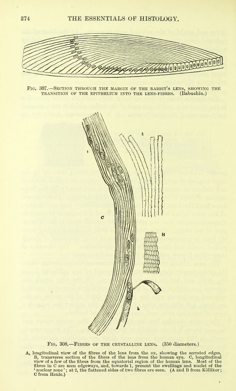 Fig. 307.—Section through the margin of the rabbit's lens, showing the TRANSITION OF THE EPITHELIUM INTO THE LENS-FIBRES. (Babuchin.) Fig. 308.—Fibres of the crystalline lens. (350 diameters.) A, longitudinal view of the fibres of the lens from the ox, showing the serrated edges. B, transverse section of the fibres of the lens from the human eye. C, longitudinal view of a few of the fibres from the equatorial region of the human lens. Most of the fibres in C are seen edgeways, and, towards 1, present the swellings and nuclei of the ' nuclear zone '; at 2, the flattened sides of two fibres are seen. (A and B from Kolliker; C from Henle.)