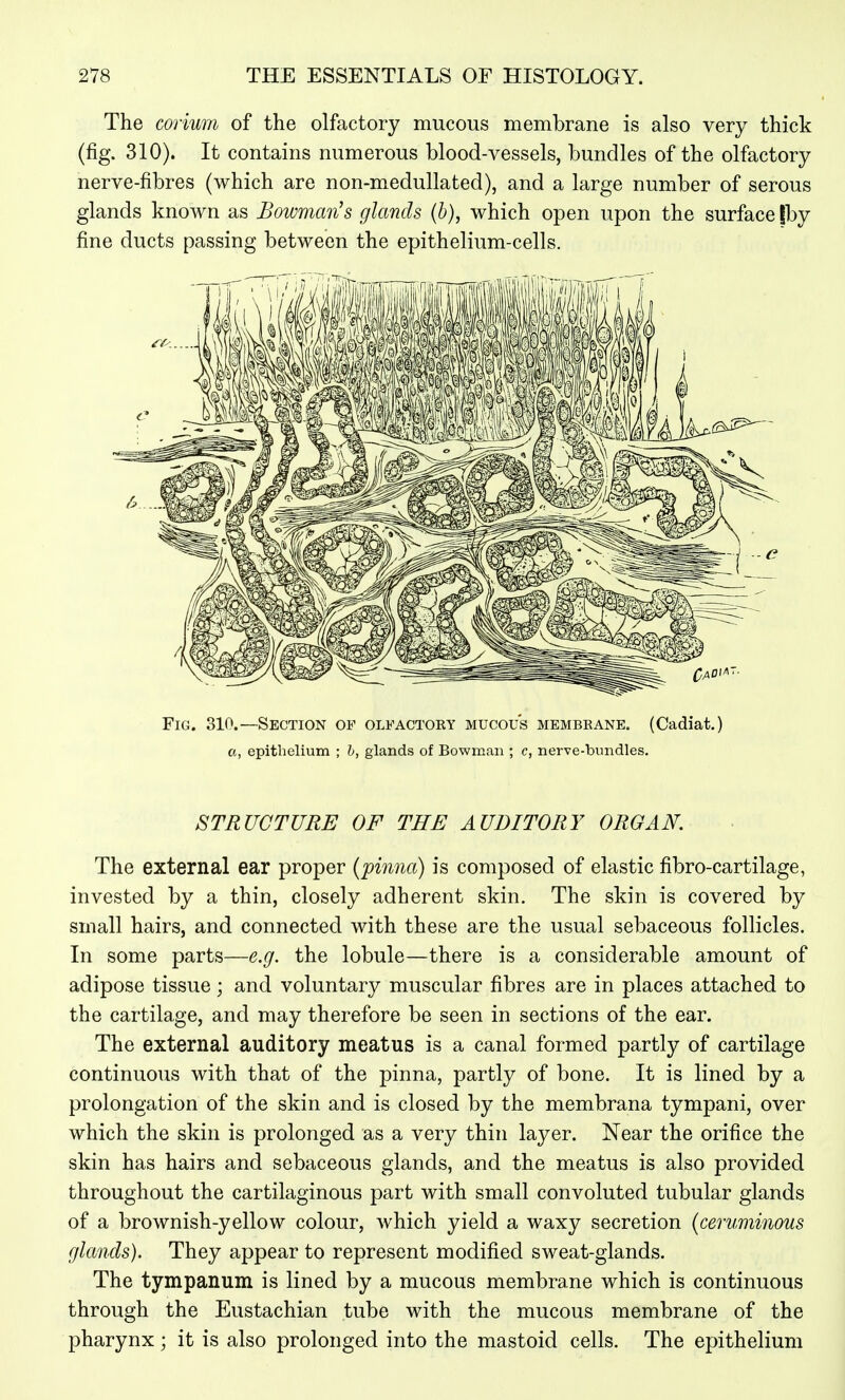 The corium of the olfactory mucous membrane is also very thick (fig. 310). It contains numerous blood-vessels, bundles of the olfactory nerve-fibres (which are non-medullated), and a large number of serous glands known as Bowman's glands (b), which open upon the surface jby fine ducts passing between the epithelium-cells. Fig. 310.—Section op olfactory mucous membrane. (Cadiat.) a, epithelium ; h, glands of Bowman ; c, nerve-bundles. STRUCTURE OF THE AUDITORY ORGAN. The external ear proper {pinna) is composed of elastic fibro-cartilage, invested by a thin, closely adherent skin. The skin is covered by small hairs, and connected with these are the usual sebaceous follicles. In some parts—e.g. the lobule—there is a considerable amount of adipose tissue ; and voluntary muscular fibres are in places attached to the cartilage, and may therefore be seen in sections of the ear. The external auditory meatus is a canal formed partly of cartilage continuous with that of the pinna, partly of bone. It is lined by a prolongation of the skin and is closed by the membrana tympani, over which the skin is prolonged as a very thin layer. Near the orifice the skin has hairs and sebaceous glands, and the meatus is also provided throughout the cartilaginous part with small convoluted tubular glands of a brownish-yellow colour, which yield a waxy secretion (cerummous glands). They appear to represent modified sweat-glands. The tympanum is lined by a mucous membrane which is continuous through the Eustachian tube with the mucous membrane of the pharynx; it is also prolonged into the mastoid cells. The epithelium