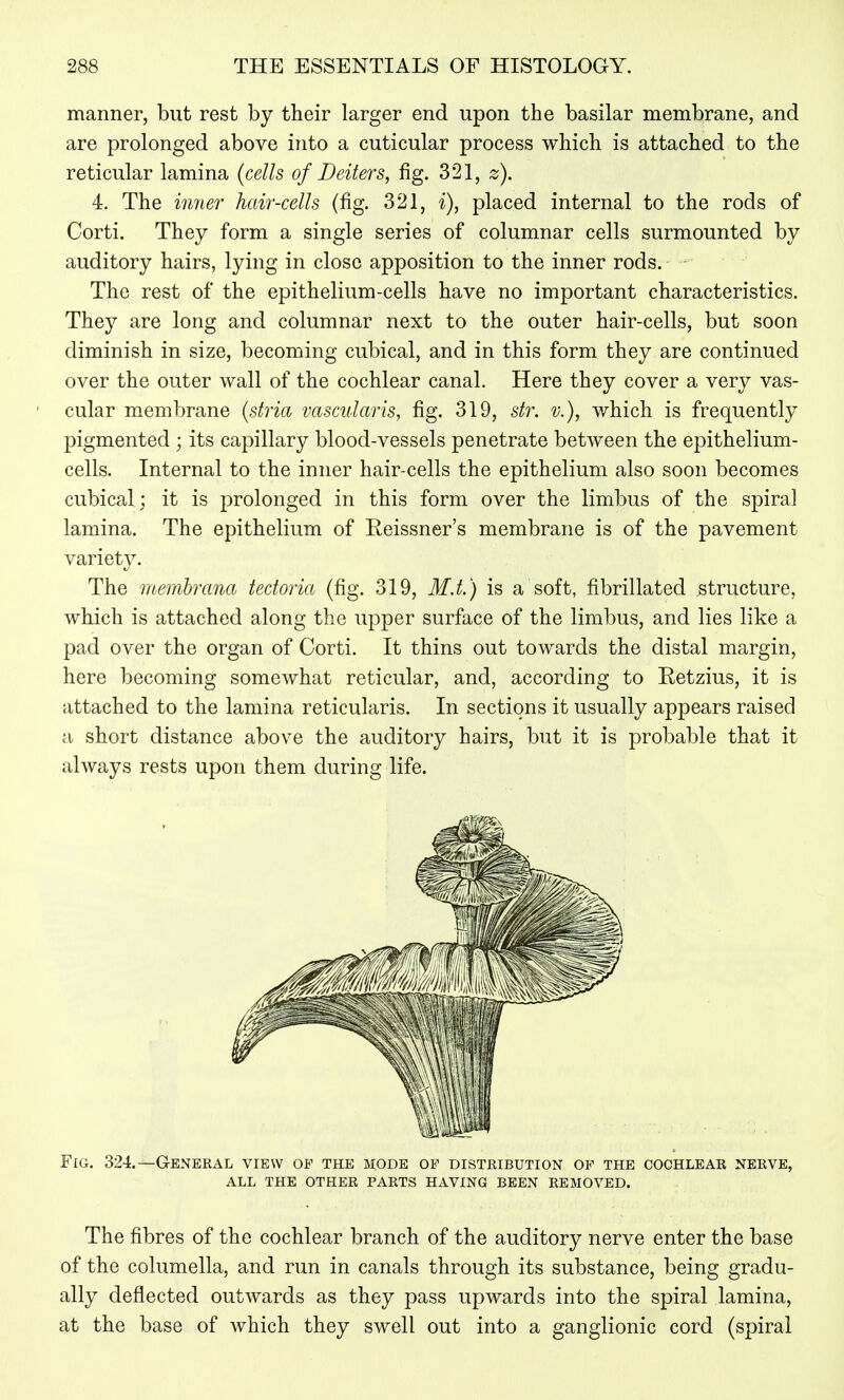 manner, but rest by their larger end upon the basilar membrane, and are prolonged above into a cuticular process which is attached to the reticular lamina {cells of Deiters, fig. 321, z). 4. The iimer hair-cells (fig. 321, i), placed internal to the rods of Corti. They form a single series of columnar cells surmounted by auditory hairs, lying in close apposition to the inner rods. The rest of the epithelium-cells have no important characteristics. They are long and columnar next to the outer hair-cells, but soon diminish in size, becoming cubical, and in this form they are continued over the outer wall of the cochlear canal. Here they cover a very vas- cular membrane {stria vasculctris, fig. 319, sh\ v.), which is frequently pigmented ; its capillary blood-vessels penetrate between the epithelium- cells. Internal to the inner hair-cells the epithelium also soon becomes cubical; it is prolonged in this form over the limbus of the spiral lamina. The epithelium of Reissner's membrane is of the pavement variety. The memhrana tectoria (fig. 319, M.t.) is a soft, fibrillated structure, which is attached along the upper surface of the limbus, and lies like a pad over the organ of Corti. It thins out towards the distal margin, here becoming somewhat reticular, and, according to Retzius, it is attached to the lamina reticularis. In sections it usually appears raised a short distance above the auditory hairs, but it is probable that it always rests upon them during life. Fig-. 324.—General view op the mode of disteibution of the cochlear nerve, all the other parts having been removed. The fibres of the cochlear branch of the auditory nerve enter the base of the columella, and run in canals through its substance, being gradu- ally deflected outwards as they pass upwards into the spiral lamina, at the base of which they swell out into a ganglionic cord (spiral