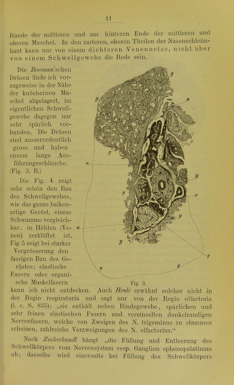 Rande der mittleren und am hinteren Ende der mittleren und oberen Muschel. In den zarteren, oberen Theilen der Nasenschleim- haut kann nur von einem dichteren Venennetze, nich.t aber von einem Schwellgewebe die Rede sein. Die Boivman'sehen Drüsen finde ich vor- zugsweise in der Nähe der knöchernen Mu- schel abgelagert, im eigentlichen Schwell- gewebe dagegen nur sehr spärlich vor- handen. Die Drüsen sind ausserordentlich gross und haben enorm lange Aus- führungsschläuche. (Fig. 3, R.) Die Fig. 4 zeigt sehr schön den Rau des Schwellgewebes, wie das ganze balken- ; artige Gerüst, einem : Schwämme vergleich- ;' bar, in Höhlen (Ve- o-i- nen) zerklüftet ist. i Fig 5 zeigt bei starker \ Vergrösserung den fasrigen Rau des Ge- rüstes; elastische \y Fasern oder organi- X,, ' sehe Muskelfasern Fig. 3. kann ich nicht entdecken. Auch Henle erwähnt solcher nicht in der Regio respiratoria und sagt nur von der Regio olfactoria (1. c. S. 835): „sie enthält neben Rindegewebe, spärlichen und sehr feinen elastischen Fasern und vereinzelten dunkelrandigen Nervenfasern, welche von Zweigen des N. trigeminus zu stammen scheinen, zahlreiche Verzweigungen des N. olfactorius. Nach ZuckerJcandl hängt „die Füllung und Entleerung des Schwellkörpers vom Nervensystem resp. Ganglion sphenopalatinum dasselbe wird einerseits bei Füllung des Schwellkörpers ab,