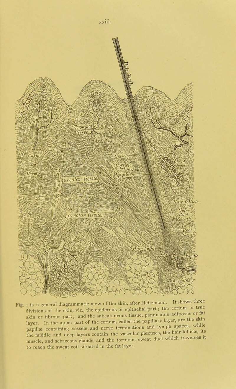 \arcolcu* tissue j£ WfGnr.'follicle. WmSoofi Fig i is a general diagrammatic view of the skin, after Heitzmann. It shows three divisions of the skin, viz., the epidermis or epithelial part; the cormm or true skin or fibrous part; and the subcutaneous tissue, pannicuius adiposus or tat layer In the upper part of the corium, called the papillary layer, are the am papilla containing vessels, and nerve terminations and lymph spaces while the middle and deep layers contain the vascular plexuses, the hair tolUcle, us muscle, and sebaceous glands, and the tortuous sweat duct which traverses it to reach the sweat coil situated in the fat layer.