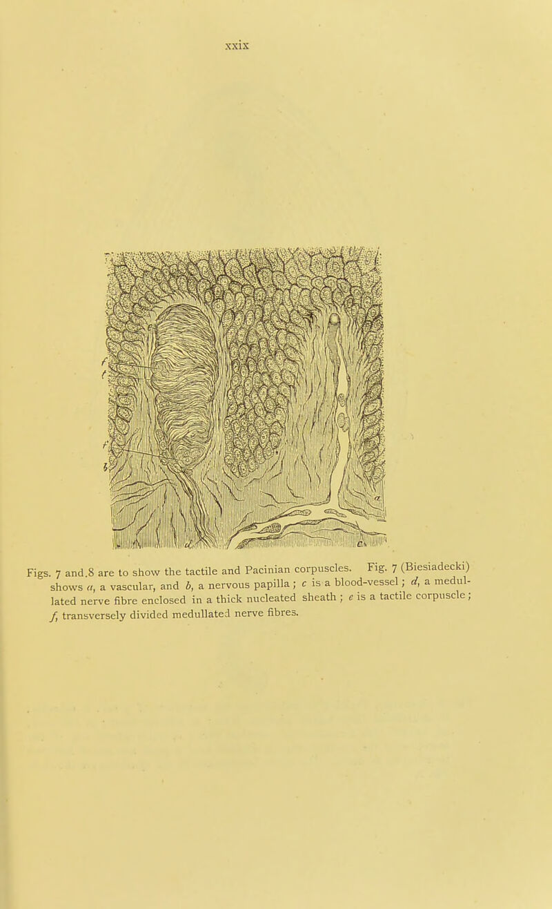 Figs. 7 and 8 are to show the tactile and Pacinian corpuscles. Fig. 7 (Biesiadecki) shows a, a vascular, and b, a nervous papilla ; c is a blood-vessel; d, a medul- lated nerve fibre enclosed in a thick nucleated sheath ; e is a tactile corpuscle; /, transversely divided medullated nerve fibres.