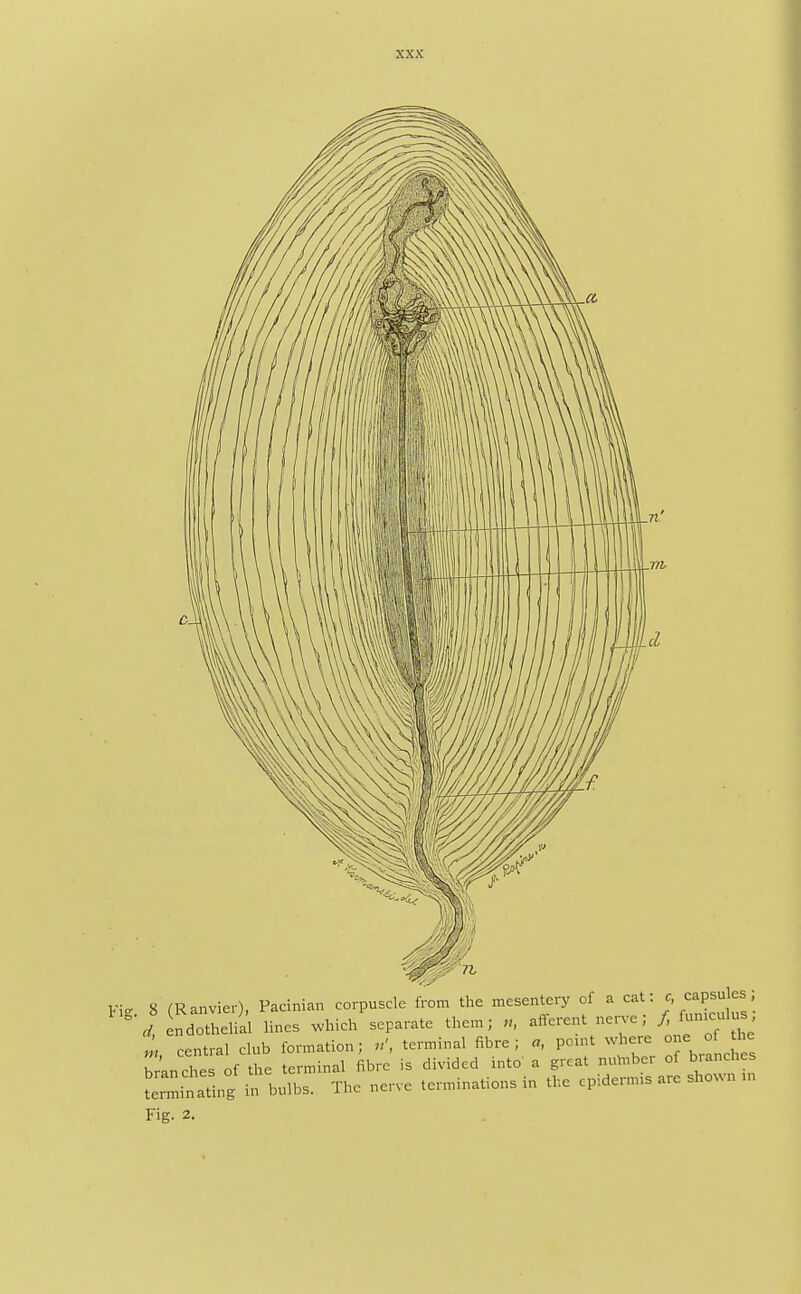 Fig. 8 (Ranvier), Pacinian corpuscle from the mesentery of a cat . c capsules,  d, endothelial lines which separate them; n, afferent nerve; f,*™f™> I, central club formation; n>, terminal fibre; a, point where one of ^ branches of the terminal fibre is divided into a great number of branches Lrminating in bulbs. The nerve terminations in the cpidenms are shown n. Fig. 2.