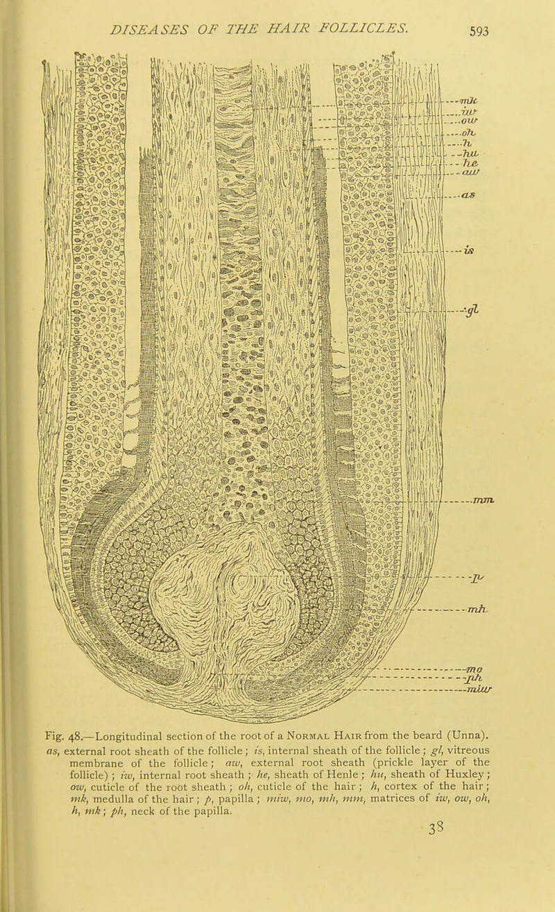 DISEASES OF THE HAIR FOLLICLES. Fig. 48.—Longitudinal section of the root of a Normal Hair from the beard (Unna). as, external root sheath of the follicle; is, internal sheath of the follicle ; gl, vitreous membrane of the follicle; aiv, external root sheath (prickle layer of the follicle) ; hv, internal root sheath ; he, sheath of Henle; hu, sheath of Huxley; out, cuticle of the root sheath ; oh, cuticle of the hair ; h, cortex of the hair; mk, medulla of the hair; />, papilla ; miw, mo, nth, mm, matrices of iw, ow, oh, h, mk; ph, neck of the papilla.