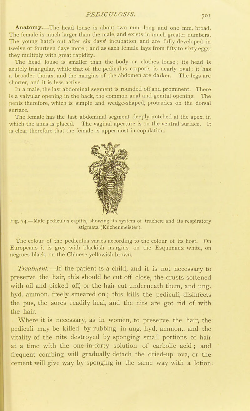 Anatomy—-The head louse is about two mm. long and one mm. broad. The female is much larger than the male, and exists in much greater numbers. The young hatch out after six days' incubation, and are fully developed in twelve or fourteen days more ; and as each female lays from fifty to sixty eggs, they multiply with great rapidity. The head louse is smaller than the body or clothes louse; its head is acutely triangular, while that of the pediculus corporis is nearly oval; it has a broader thorax, and the margins of the abdomen are darker. The legs are shorter, and it is less active. In a male, the last abdominal segment is rounded off and prominent. There is a valvular opening in the back, the common anal and genital opening. The penis therefore, which is simple and wedge-shaped, protrudes on the dorsal surface. The female has the last abdominal segment deeply notched at the apex, in which the anus is placed. The vaginal aperture is on the ventral surface. It is clear therefore that the female is uppermost in copulation. Fig. 74.—Male pediculus capitis, showing its system of tracheae and its respiratory stigmata (Ktichenmeister). The colour of the pediculus varies according to the colour of its host. On Europeans it is grey with blackish margins, on the Esquimaux white, on negroes black, on the Chinese yellowish brown. Treatment.—If the patient is a child, and it is not necessary to preserve the hair, this should be cut off close, the crusts softened with oil and picked off, or the hair cut underneath them, and ung. hyd. ammon. freely smeared on; this kills the pediculi, disinfects the pus, the sores readily heal, and the nits are got rid of with the hair. Where it is necessary, as in women, to preserve the hair, the pediculi may be killed by rubbing in ung. hyd. ammon., and the vitality of the nits destroyed by sponging small portions of hair at a time with the one-in-forty solution of carbolic acid ; and frequent combing will gradually detach the dried-up ova, or the cement will give way by sponging in the same way with a lotion