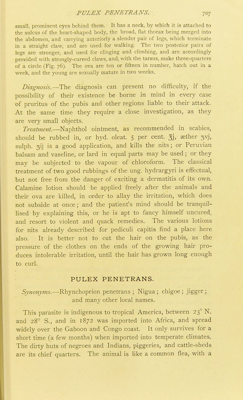 small, prominent eyes behind them. It has a neck, by which it is attached to the sulcus of the heart-shaped body, the broad, flat thorax being merged into the abdomen, and carrying anteriorly a slender pair of legs, which terminate in a straight claw, and are used for walking. The two posterior pairs of legs are stronger, and used for clinging and climbing, and are accordingly provided with strongly-curved claws, and, with the tarsus, make three-quarters of a circle (Fig. 76). The ova are ten or fifteen in number, hatch out in a week, and the young are sexually mature in two weeks. Diagnosis.—The diagnosis can present no difficulty, if the possibility of their existence be borne in mind in every case of pruritus of the pubis and other regions liable to their attack. At the same time they require a close investigation, as they are very small objects. Treatment.—Naphthol ointment, as recommended in scabies, should be rubbed in, or hyd. oleat. 5 per cent. 5j, aether gvj, sulph. 5ij is a good application, and kills the nits; or Peruvian balsam and vaseline, or lard in equal parts may be used; or they may be subjected to the vapour of chloroform. The classical treatment of two good rubbings of the ung. hydrargyri is effectual, but not free from the danger of exciting a dermatitis of its own. Calamine lotion should be applied freely after the animals and their ova are killed, in order to allay the irritation, which does not subside at once; and the patient's mind should be tranquil- lised by explaining this, or he is apt to fancy himself uncured, and resort to violent and quack remedies. The various lotions for nits already described for pediculi capitis find a place here also. It is better not to cut the hair on the pubis, as the pressure of the clothes on the ends of the growing hair pro- duces intolerable irritation, until the hair has grown long enough to curl. PULEX PENETRANS. Synonyms.—Rhynchoprion penetrans ; Nigua; chigoe ; jigger; and many other local names. This parasite is indigenous to tropical America, between 23° N. and 280 S., and in 1872 was imported into Africa, and spread widely over the Gaboon and Congo coast. It only survives for a short time (a few months) when imported into temperate climates. The dirty huts of negroes and Indians, piggeries, and cattle-sheds are its chief quarters. The animal is like a common flea, with a
