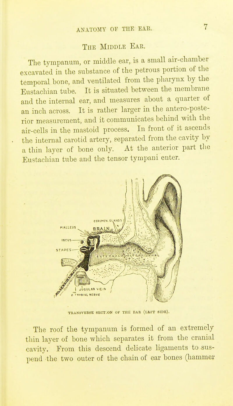 The Middle Ear. The tympanum, or middle ear, is a small air-chamber excavated in the substance of the petrous portion of the temporal bone, and ventilated from the pharynx by the Eustachian tube. It is situated between the membrane and the internal ear, and measures about a quarter of an inch across. It is rather larger in the anteroposte- rior measurement, and it communicates behind with the air-cells in the mastoid process. In front of it ascends the internal carotid artery, separated from the cavity by a thin layer of bone only. At the anterior part the Eustachian tube and the tensor tympani enter. The roof the tympanum is formed of an extremely thin layer of bone which separates it from the cranial cavity. Erom this descend delicate ligaments to sus- pend the two outer of the chain of ear bones (hammer