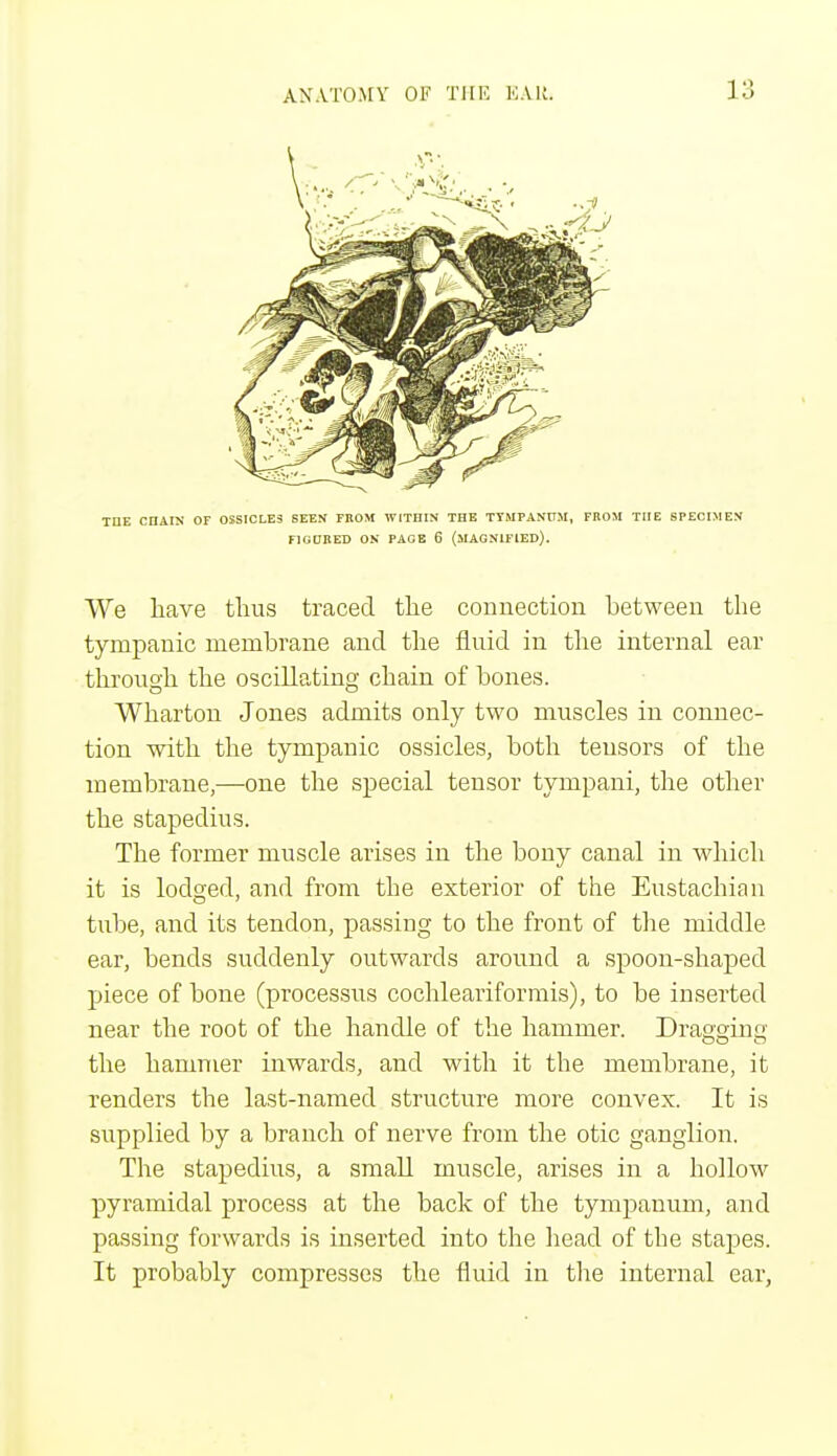 THE CnAIN OF OSSICLE3 SEEN FROM WITHIN THE TYMPANUM, FROM THE SPECIMEN FIGURED ON PAGE 6 (MAGNIFIED). We have thus traced the connection hetween the tympanic membrane and the fluid in the internal ear through the oscillating chain of bones. Wharton Jones admits only two muscles in connec- tion with the tympanic ossicles, both tensors of the membrane,—one the special tensor tympani, the other the stapedius. The former muscle arises in the bony canal in which it is lodged, and from the exterior of the Eustachian tube, and its tendon, passing to the front of the middle ear, bends suddenly outwards around a spoon-shaped piece of bone (processus cochleariformis), to be inserted near the root of the handle of the hammer. Dragging Do O the hammer inwards, and with it the membrane, it renders the last-named structure more convex. It is supplied by a branch of nerve from the otic ganglion. The stapedius, a small muscle, arises in a hollow pyramidal process at the back of the tympanum, and passing forwards is inserted into the head of the stapes. It probably compresses the fluid in the internal ear,