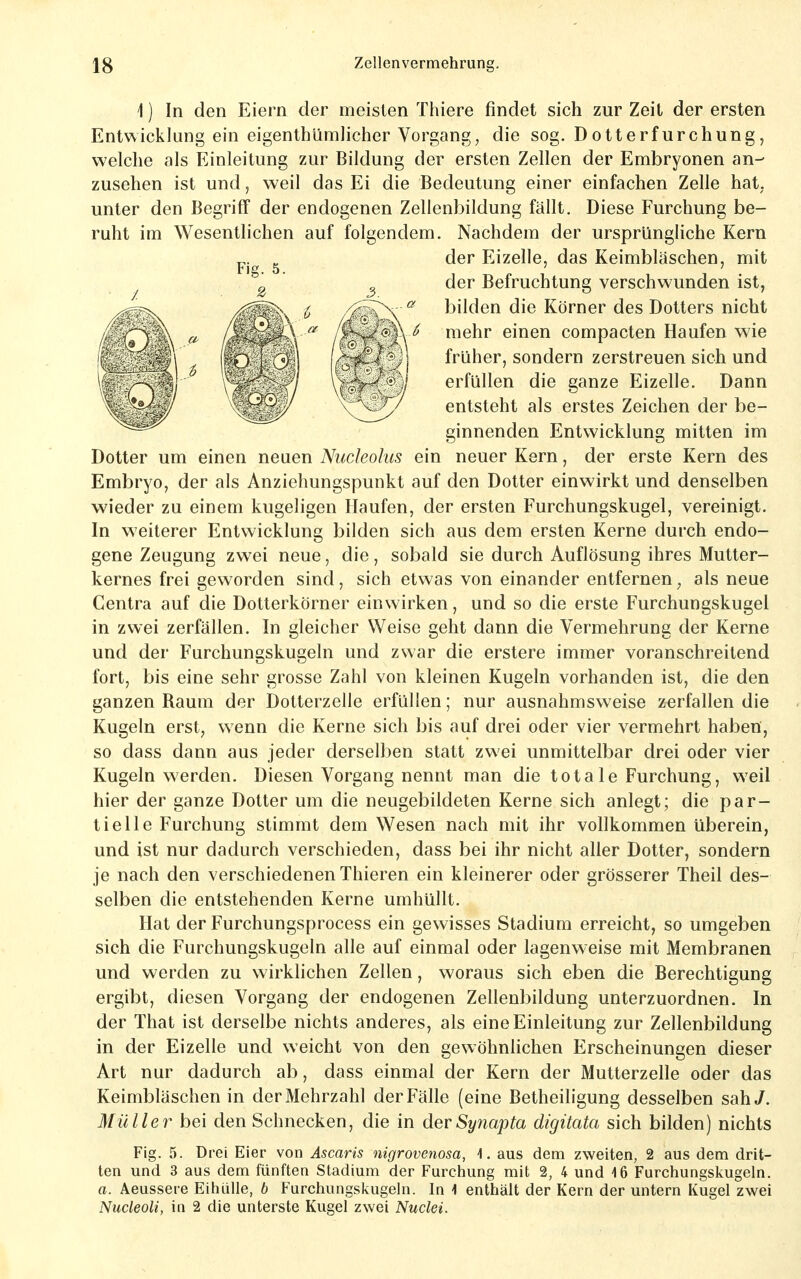 \) In den Eiern der meisten Thiere findet sich zur Zeit der ersten Entwicklung ein eigenthümlicher Vorgang, die sog. Dotterfurchung, welche als Einleitung zur Bildung der ersten Zellen der Embryonen an-' zusehen ist und, weil das Ei die Bedeutung einer einfachen Zelle hat, unter den Begriff der endogenen Zellenbildung fällt. Diese Furchung be- ruht im Wesentlichen auf folgendem. Nachdem der ursprüngliche Kern Dotter um einen neuen Nucleohis ein neuer Kern, der erste Kern des Embryo, der als Anziehungspunkt auf den Dotter einwirkt und denselben wieder zu einem kugeligen Haufen, der ersten Furchungskugel, vereinigt. In weiterer Entwicklung bilden sich aus dem ersten Kerne durch endo- gene Zeugung zwei neue, die, sobald sie durch Auflösung ihres Mutter- kernes frei geworden sind, sich etwas von einander entfernen, als neue Centra auf die Dotterkörner einwirken, und so die erste Furchungskugel in zwei zerfallen. In gleicher Weise geht dann die Vermehrung der Kerne und der Furchungskugeln und zwar die erstere immer voranschreitend fort, bis eine sehr grosse Zahl von kleinen Kugeln vorhanden ist, die den ganzen Raum der Dotterzelle erfüllen; nur ausnahmsweise zerfallen die Kugeln erst, wenn die Kerne sich bis auf drei oder vier vermehrt haben, so dass dann aus jeder derselben statt zwei unmittelbar drei oder vier Kugeln werden. Diesen Vorgang nennt man die totale Furchung, weil hier der ganze Dotter um die neugebildeten Kerne sich anlegt; die par- tielle Furchung stimmt dem Wesen nach mit ihr vollkommen überein, und ist nur dadurch verschieden, dass bei ihr nicht aller Dotter, sondern je nach den verschiedenen Thieren ein kleinerer oder grösserer Theil des- selben die entstehenden Kerne umhüllt. Hat der Furchungsprocess ein gewisses Stadium erreicht, so umgeben sich die Furchungskugeln alle auf einmal oder lagenweise mit Membranen und werden zu wirklichen Zellen, woraus sich eben die Berechtigung ergibt, diesen Vorgang der endogenen Zellenbildung unterzuordnen. In der That ist derselbe nichts anderes, als eine Einleitung zur Zellenbildung in der Eizelle und weicht von den gewöhnlichen Erscheinungen dieser Art nur dadurch ab, dass einmal der Kern der Mutterzelle oder das Keimbläschen in der Mehrzahl der Fälle (eine Betheiligung desselben sah J. Müller bei den Schnecken, die in derSy7iapta digitata sich bilden) nichts Fig. 5. Drei Eier von Äscaris nigrovenosa, 1. aus dem zweiten, 2 aus dem drit- ten und 3 aus dem fünften Stadium der Furchung mit 2, 4 und 16 Furchungskugeln. a. Aeussere EihüUe, b Furchungskugeln. In 1 enthält der Kern der mitern Kugel zwei Nucleoli, in 2 die unterste Kugel zwei Nuclei. Fig. 5. der Eizelle, das Keimbläschen, mit der Befruchtung verschwunden ist, bilden die Körner des Dotters nicht mehr einen compacten Haufen wie früher, sondern zerstreuen sich und erfüllen die ganze Eizelle. Dann entsteht als erstes Zeichen der be- ginnenden Entwicklung mitten im