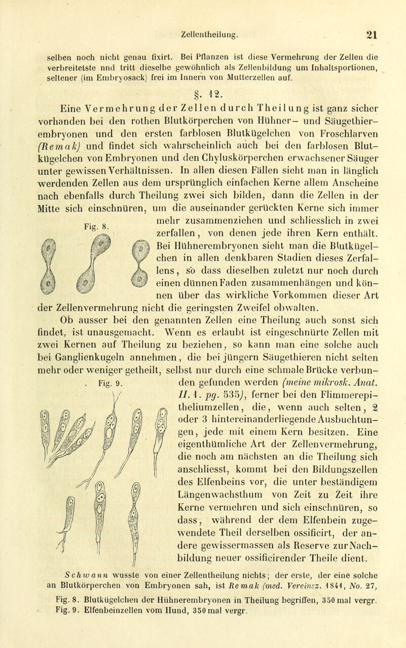 selben noch nicht genau fixirt. Bei Pflanzen ist diese Vermehrung der Zellen die verbreitetste nnd tritt dieselbe gewöhnlich als Zellenbildang um Inhaltsportionen, seltener (im Embryosack) frei im Innern von Mutterzellen auf. §• Eine Vermehrung der Zellen durch Theilung ist ganz sicher vorhanden bei den rothen Blutkörperchen von Hühner- und Säugethier- embryonen und den ersten farblosen BlutkUgelchen von Froschlarven (Remak) und findet sich wahrscheinlich auch bei den farblosen Blut- kügelche« von Embryonen und den Ghyluskörperchen erwachsener Säuger unter gewissen Verhältnissen. In allen diesen Fällen sieht man in länglich werdenden Zellen aus dem ursprünglich einfachen Kerne allem Anscheine nach ebenfalls durch Theilung zwei sich bilden, dann die Zellen in der Mitte sich einschnüren, um die auseinander gerückten Kerne sich immer mehr zusammenziehen und schliesshch in zwei zerfallen, von denen jede ihren Kern enthält. Bei Hühnerembryonen sieht man die Blutkügel- chen in allen denkbaren Stadien dieses Zerfal- lens , so dass dieselben zuletzt nur noch durch einen dünnen Faden zusammenhängen und kön- nen über das wirkliche Vorkommen dieser Art der Zellen Vermehrung nicht die geringsten Zweifel obwalten. Ob ausser bei den genannten Zellen eine Theilung auch sonst sich findet, ist unausgemacht. Wenn es erlaubt ist eingeschnürte Zellen mit zwei Kernen auf Theilung zu beziehen^ so kann man eine solche auch bei Ganglienkugeln annehmen, die bei Jüngern Säugethieren nicht selten mehr oder weniger getheilt, selbst nur durch eine schmale Brücke verbun- den gefunden werden (meine mikrosk. Änat. II. i. pg. 535^, ferner bei den Flimmerepi- thehumzellen, die, wenn auch selten, 21 oder 3 hintereinanderliegende Ausbuchtun- gen, jede mit einem Kern besitzen. Eine eigenthümliche Art der Zellenvermehrung, die noch am nächsten an die Theilung sich anschliesst, kommt bei den Bildungszellen des Elfenbeins vor, die unter beständigem Längenwachsthum von Zeit zu Zeit ihre Kerne vermehren und sich einschnüren, so dass, während der dem Elfenbein zuge- wendete Theil derselben ossificirt, der an- dere gewissermassen als Reserve zur Nach- bildung neuer ossificirender Theile dient. Schwann wusste von einer Zellentheilung nichts; der erste, der eine solche an Blutkörperchen von Embryonen sah, ist Remak (med. Vereinsz. '1841, No. 27, Fig. 8. Blutkügelchen der Hühnerembryonen in Theilung begriffen, 350 mal vergr. Fig. 9. Elfenbeinzellen vom Hund, 350 mal vergr.