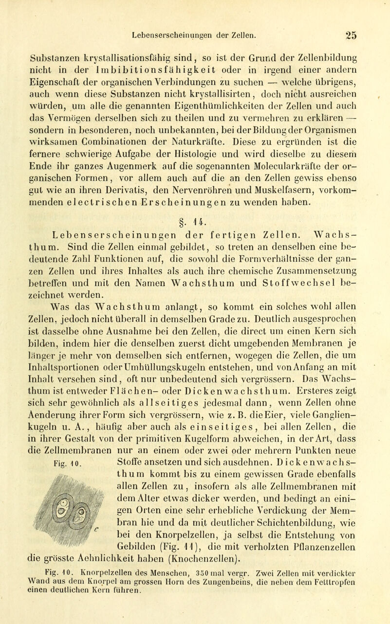 Substanzen krystallisationsfähig sind, so ist der Grund der Zellenbildung nicht in der Imbibitionsfähigkeit oder in irgend einer andern Eigenschaft der organischen Verbindungen zu suchen — welche übrigens, auch wenn diese Substanzen nicht krystallisirten, doch nicht ausreichen würden, um alle die genannten Eigenthümlichkeiten der Zellen und auch das Vermögen derselben sich zu theilen und zu vermehren zu erklären — sondern in besonderen, noch unbekannten, bei der Bildung der Organismen wirksamen Combinationen der Naturkräfte. Diese zu ergründen ist die fernere schwierige Aufgabe der Histologie und wird dieselbe zu diesem Ende ihr ganzes Augenmerk auf die sogenannten Molecularkräfte der or- ganischen Formen, vor allem auch auf die an den Zellen gewiss ebenso gut wie an ihren Derivatis, den Nervenröhren und Muskelfasern, vorkom- menden electrischen Erscheinungen zu wenden haben. §. 14. Lebenserscheinungen der fertigen Zellen. Wachs- thum. Sind die Zellen einmal gebildet, so treten an denselben eine be- deutende Zahl Funktionen auf, die sowohl die Form Verhältnisse der gan- zen Zellen und ihres Inhaltes als auch ihre chemische Zusammensetzung betreffen und mit den Namen Wachsthum und Stoffwechsel be- zeichnet werden. Was das Wachsthum anlangt, so kommt ein solches wohl allen Zellen, jedoch nicht überall in demselben Grade zu. Deutlich ausgesprochen ist dasselbe ohne Ausnahme bei den Zellen, die direct um einen Kern sich bilden, indem hier die denselben zuerst dicht umgebenden Membranen je länger je mehr von demselben sich entfernen, wogegen die Zellen, die um Inhaltsportionen oder Umhüllungskugeln entstehen^ und von Anfang an mit Inhalt versehen sind, oft nur unbedeutend sich vergrössern. Das Wachs- thum ist entweder Flächen- oder Dicken wachsthum. Ersteres zeigt sich sehr gewöhnlich als allseitiges jedesmal dann, wenn Zellen ohne Aenderung ihrer Form sich vergrössern, wie z.B. dieEier, viele Ganghen- kugeln u. A., häufig aber auch als einseitiges, bei allen Zellen, die in ihrer Gestalt von der primitiven Kugelform abweichen, in der Art, dass die Zellmembranen nur an einem oder zwei oder mehrern Punkten neue Fig. 10. Stoffe ansetzen und sich ausdehnen. Dicken wachs- th um kommt bis zu einem gewissen Grade ebenfalls allen Zellen zu, insofern als alle Zellmembranen mit dem Alter etwas dicker werden, und bedingt an eini- gen Orten eine sehr erhebliche Verdickung der Mem- bran hie und da mit deutlicher Schichtenbildung, wie bei den Knorpelzellen, ja selbst die Entstehung von Gebilden (Fig. 11), die mit verholzten Pflanzenzellen die grösste Aehnlichkeit haben (Knochenzellen). Fig. 10. Knorpelzellen des Menschen, 350 mal vergr. Zwei Zellen mit verdickter Wand aus dem Knorpel am grossen Horn des Zungenbeins, die neben dem Fetttropfen einen deutlichen Kern führen.