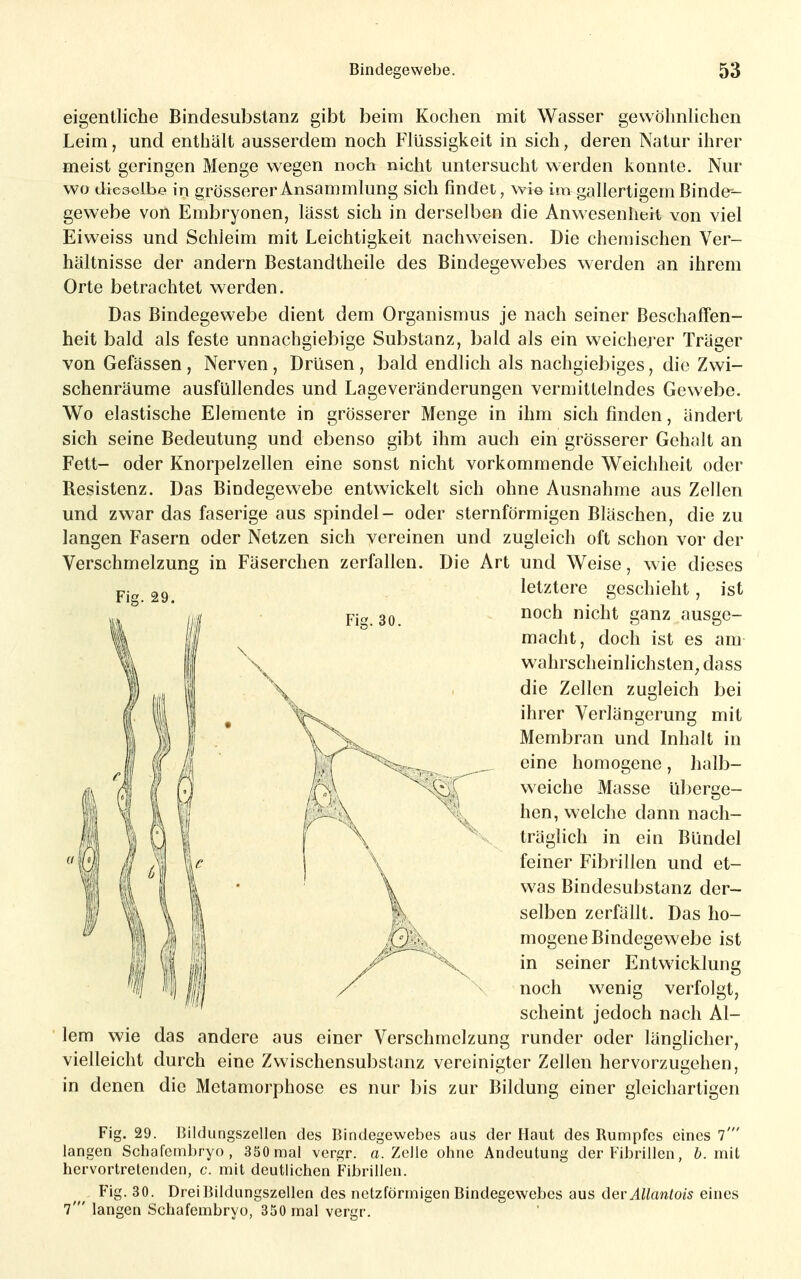 eigentliche Bindesubstanz gibt beim Kochen mit Wasser gewöhnlichen Leim, und enthält ausserdem noch Flüssigkeit in sich, deren Natur ihrer meist geringen Menge wegen noch nicht untersucht werden konnte. Nur wo diesolbe in grösserer Ansammlung sich findet, wi©im gallertigem Binder gewebe von Embryonen, lässt sich in derselben die Anwesenheit von viel Eiweiss und Schleim mit Leichtigkeit nachweisen. Die chemischen Ver- hältnisse der andern Bestandtheile des Bindegewebes werden an ihrem Orte betrachtet werden. Das Bindegewebe dient dem Organismus je nach seiner Beschaffen- heit bald als feste unnachgiebige Substanz, bald als ein weicherer Träger von Gefässen , Nerven, Drüsen , bald endlich als nachgiebiges, die Zwi- schenräume ausfüllendes und Lageveränderungen vermittelndes Gewebe. Wo elastische Elemente in grösserer Menge in ihm sich finden, ändert sich seine Bedeutung und ebenso gibt ihm auch ein grösserer Gehalt an Fett- oder Knorpelzellen eine sonst nicht vorkommende Weichheit oder Resistenz. Das Bindegewebe entwickelt sich ohne Ausnahme aus Zellen und zwar das faserige aus Spindel- oder sternförmigen Bläschen, die zu langen Fasern oder Netzen sich vereinen und zugleich oft schon vor der Verschmelzung in Fäserchen zerfallen. Die Art und Weise, wie dieses Fig. 29. Fis:. 30. lem letztere geschieht, ist noch nicht ganz ausge- macht, doch ist es am wahrscheinlichsten^ dass die Zellen zugleich bei ihrer Verlängerung mit Membran und Inhalt in eine homogene, halb- weiche Masse Uberge- hen, welche dann nach- träglich in ein Bündel feiner Fibrillen und et- was Bindesubstanz der- selben zerfällt. Das ho- mogene Bindegewebe ist in seiner Entwicklung noch wenig verfolgt, scheint jedoch nach Al- wie das andere aus einer Verschmelzung runder oder länglicher vielleicht durch eine Zwischensubstanz vereinigter Zellen hervorzugehen, in denen die Metamorphose es nur bis zur Bildung einer gleichartigen Fig. 29. IJildungszellen des Bindegewebes aus der Haut des Rumpfes eines l' langen Schafcrnbryo, 350 mal vergr. «.Zelle ohne Andeutung der Fibrillen, 6. mit hervortretenden, c. mit deutlichen Fibrillen. Fig. 30. Drei Bildungszellen des netzförmigen Bindegewebes aus Aqv Allanlois eines 7' langen Schafembryo, 350 mal vergr.