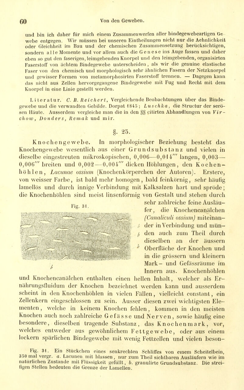 und bin ich daher für mich einem Zusammenwerfen aller bindegewebeartigen Ge webe entgegen. Wir müssen bei unseren Eintheilungen nicht nur die Aehnlichkeit oder Gleichheit im Bau und der chemischen Zusammensetzung berücksichtigen, sondern alle Momente und vor allem auch die G e n e s e ins Auge fassen und daher eben so gut den faserigen, leimgebenden Knorpel und den leimgebenden, organisirten Faserstoff von achtem Bindegewebe unterscheiden , als wir die genuine elastische Faser von den chemisch und morphologisch sehr ähnlichen Fasern der Netzknorpel und gewisser Formen von metamorphosirten Faserstoff trennen. — Dagegen kann das nicht aus Zellen hervorgegangene Bindegewebe mit Fug und Recht mit dem Knorpel in eine Linie gestellt werden. Literatur. C. B. Reichert, Vergleichende Beobachtungen über das Binde- gewebe und die verwandten Gebilde. Dorpat 1845 ■ Luschka, die Structur der serö- sen Häute. Ausserdem vergleiche man die in den §§ citirten Abhandhmgen von Vir- chow, Donders, Remak und mir. §. 25. Knochengewebe. In morphologischer Beziehung besteht das Knochengewebe wesentHch aus einer Grundsubstanz und vielen in dieselbe eingestreuten mikroskopischen, 0,006—0,014' langen, 0,003— 0,006' breiten und 0,002 —0,004' dicken Höhlungen, den Kochen- höhlen, Lacunae ossium (Knochenkörperchen der Autoren). Erstere, von weisser Farbe, ist bald mehr homogen, bald feinkörnig, sehr häufig lamellös und durch innige Verbindung mit Kalksalzen hart und spröde; die Knochenhöhlen sind meist linsenförmig von Gestalt und stehen durch p. sehr zahlreiche feine Ausläu- fer, die Knochencanälchen ^' _ j (Canaliculi ossium) miie'man- |c - - der in Verbindung und mün- j den auch zum Theil durch ' dieselben an der äussern Oberfläche der Knochen und % _ _ in die grössern und kleinern Mark- und Gefässräume im Innern aus. Knochenhöhlen und Knochencanälchen enthalten einen hellen Inhalt, welcher als Er- nährungsfluidum der Knochen bezeichnet werden kann und ausserdem scheint in den Knochenhöhlen in vielen Fällen, vielleicht conslant, ein Zellenkern eingeschlossen zu sein. Ausser diesen zw^ei wichtigsten Ele- menten , welche in keinem Knochen fehlen, kommen in den meisten Knochen auch noch zahlreiche Gefässe und Nerven, sowie häufig eine besondere, dieselben tragende Substanz, das Knochenmark, vor, welches entweder aus gewöhnlichem Fettgewebe, oder aus einem lockern spärlichen Bindegewebe mit wenig Fettzellen und vielen beson- Fig. ai. Ein Stückchen eines senkrechten Schliffes von emem Scheitelbein, 350 mal vergr. a. Lacunen mit blassen , nur zum Theil sichtbaren Ausläufern wie im natürlichen Zustande mit Flüssigkeit gefüllt, b. granulirte Grundsubstanz. Die strei- figen Stellen bedeuten die Grenze der Lamellen.