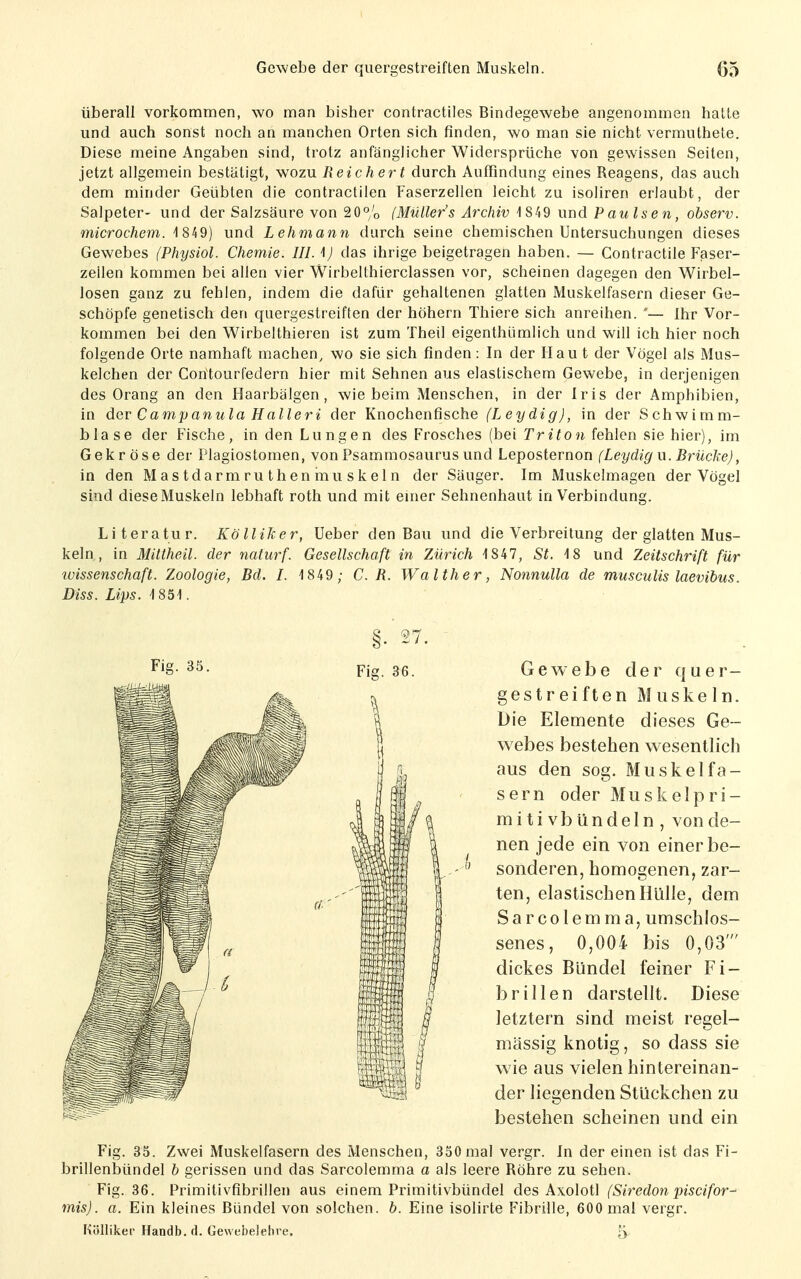 überall vorkommen, wo man bisher contractiles Bindegewebe angenommen hatte und auch sonst noch an manchen Orten sich finden, wo man sie nicht vermuthete. Diese meine Angaben sind, trotz anfänglicher Widersprüche von gewissen Seiten, jetzt allgemein bestätigt, wozu Reichert durch Auffindung eines Reagens, das auch dem minder Geübten die contractilen Faserzellen leicht zu isoliren erlaubt, der Salpeter- und der Salzsäure von 20% (Müller's Archiv 1 849 und Paulsen, observ. microchem. -1849) und Lehmann durch seine chemischen Untersuchungen dieses Gewebes (Physiol. Chemie. III. ij das ihrige beigetragen haben. — Contractile Faser- zellen kommen bei allen vier Wirbelthierclassen vor, scheinen dagegen den Wirbel- losen ganz zu fehlen, indem die dafür gehaltenen glatten Muskelfasern dieser Ge- schöpfe genetisch den quergestreiften der höhern Thiere sich anreihen. '— Ihr Vor- kommen bei den Wirbelthieren ist zum Theil eigenthümlich und will ich hier noch folgende Orte namhaft machen, wo sie sich finden: In der Flau t der Vögel als Mus- kelchen der Contourfedern hier mit Sehnen aus elastischem Gewebe, in derjenigen des Orang an den Haarbälgen, wie beim Menschen, in der Iris der Amphibien, in der Campanula Halleri der Knochenfische (Leydig), in der Schwimm- blase der Fische, in den Lungen des Frosches (bei Triton fehlen sie hier), im Gekröse der Plagiostomen, von Psammosaurus und Leposternon (Leydig u. Brücke), in den Mastdarmruthenmuskeln der Säuger. Im Muskelmagen der Vögel sind dieseMuskeln lebhaft roth und mit einer Sehnenhaut in Verbindung. Literatur. Kölliker, Ueber den Bau und die Verbreitung der glatten Mus- keln, in Mittheil, der naturf. Gesellschaft in Zürich 1847, St. 48 und Zeitschrift für luissenschaft. Zoologie, Bd. I. 1849 ; C. R. Walther, Nonnulla de musculis laevihus. Diss. Lips. 1851. Gewebe der quer- gestreiften Muskeln. Die Elemente dieses Ge- webes bestehen wesentlich aus den sog. Muskelfa- sern oder Muskelpri- mitivbündeln, von de- nen jede ein von einer be- sonderen, homogenen, zar- ten, elastischen Hülle, dem Sarcolemma, umschlos- senes, 0,004 bis 0,03' dickes Bündel feiner Fi- brillen darstellt. Diese letztern sind meist regel- mässig knotig, so dass sie wie aus vielen hintereinan- der liegenden Stückchen zu bestehen scheinen und ein Fig. 35. Zwei Muskelfasern des Menschen, 350 mal vergr. In der einen ist das Fi- brillenbündel h gerissen und das Sarcolemma a als leere Röhre zu sehen. Fig. 36. Primitivfibrillen aus einem Primitivbündel des Axolotl (Siredon piscifor- mis). a. Ein kleines Bündel von solchen, b. Eine isolirte Fibrille, 600 mal vergr. Köllikei- Handb. d. Gewebelehre. 5