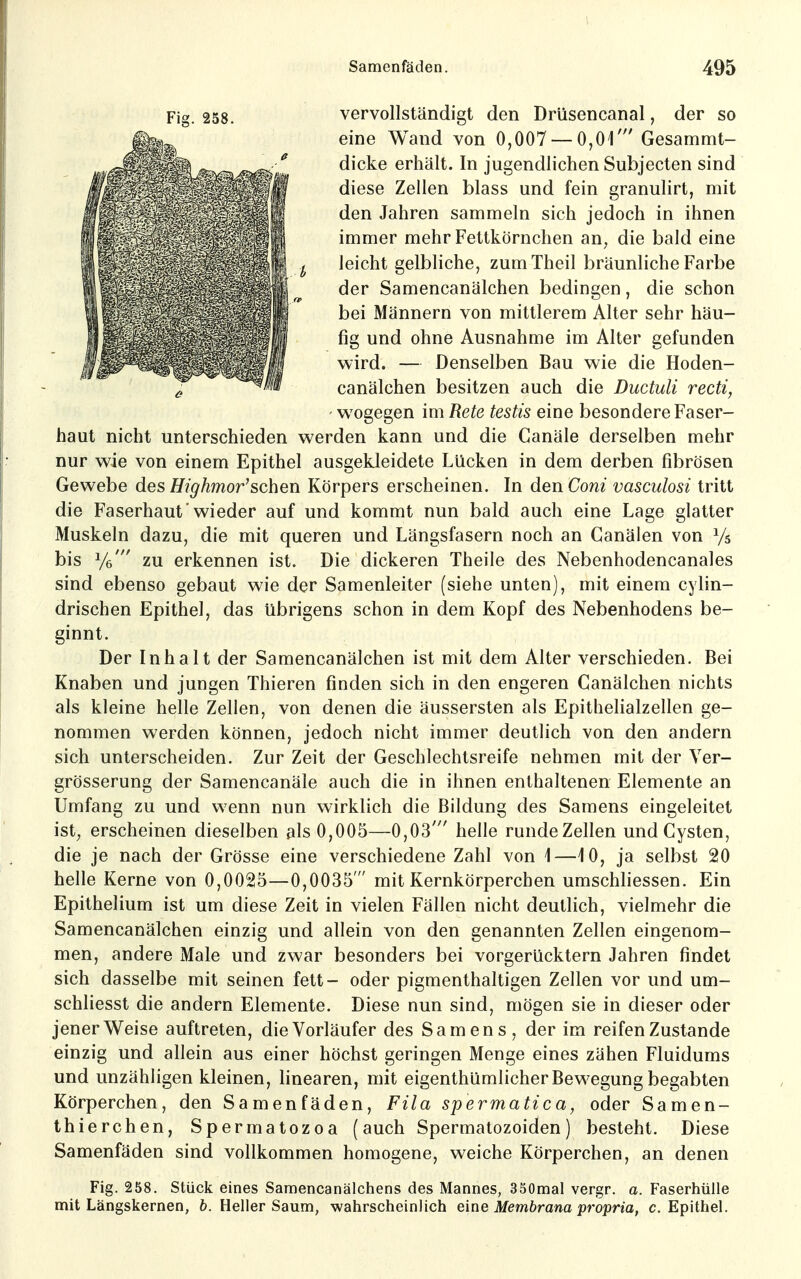 vervollständigt den Drüsencanal, der so eine Wand von 0,007 — 0,01' Gesammt- dicke erhält. In jugendlichen Subjecten sind diese Zellen blass und fein granulirt, mit den Jahren sammeln sich jedoch in ihnen immer mehr Fettkörnchen an, die bald eine leicht gelbliche, zumTheil bräunliche Farbe der Samencanälchen bedingen, die schon bei Männern von mittlerem Alter sehr häu- fig und ohne Ausnahme im Alter gefunden wird. — Denselben Bau wie die Hoden- canälchen besitzen auch die Ductuli recti, wogegen im Rete testis eine besondere Faser- haut nicht unterschieden werden kann und die Canäle derselben mehr nur wie von einem Epithel ausgekleidete Lücken in dem derben fibrösen Gewebe des Htghmor'sehen Körpers erscheinen. In den Coni vasculosi tritt die Faserhautwieder auf und kommt nun bald auch eine Lage glatter Muskeln dazu, die mit queren und Längsfasern noch an Ganälen von Ys bis Ye' zu erkennen ist. Die dickeren Theile des Nebenhodencanales sind ebenso gebaut wie der Samenleiter (siehe unten), mit einem cylin- drischen Epithel, das übrigens schon in dem Kopf des Nebenhodens be- ginnt. Der Inhalt der Samencanälchen ist mit dem Alter verschieden. Bei Knaben und jungen Thieren finden sich in den engeren Canälchen nichts als kleine helle Zellen, von denen die äussersten als Epithelialzellen ge- nommen werden können, jedoch nicht immer deutlich von den andern sich unterscheiden. Zur Zeit der Geschlechtsreife nehmen mit der Yer- grösserung der Samencanäle auch die in ihnen enthaltenen Elemente an Umfang zu und wenn nun wirklich die Bildung des Samens eingeleitet ist^ erscheinen dieselben als 0,005—0,03' helle runde Zellen und Cysten, die je nach der Grösse eine verschiedene Zahl von \—10, ja selbst 20 helle Kerne von 0,0025—0,0035' mit Kernkörperchen umschliessen. Ein Epithelium ist um diese Zeit in vielen Fällen nicht deutlich, vielmehr die Samencanälchen einzig und allein von den genannten Zellen eingenom- men, andere Male und zwar besonders bei vorgerücktem Jahren findet sich dasselbe mit seinen fett- oder pigmenthaltigen Zellen vor und um- schliesst die andern Elemente. Diese nun sind, mögen sie in dieser oder jener Weise auftreten, die Vorläufer des Samens, der im reifen Zustande einzig und allein aus einer höchst geringen Menge eines zähen Fluidums und unzähligen kleinen, linearen, mit eigenthümlicher Bewegung begabten Körperchen, den Samenfäden, Fila spermatica, oder Samen- thierchen, Spermatozoa (auch Spermatozoiden) besteht. Diese Samenfäden sind vollkommen homogene, weiche Körperchen, an denen Fig. 258. Stück eines Samencanälchens des Mannes, 350mal vergr. a. Faserhülle mit Längskernen, 6. Heller Saum, wahrscheinlich eine Membrana propria, c. Epithel.