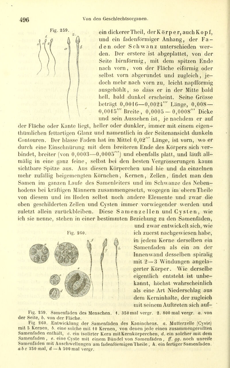 ein dickerer Theil, derKörper, auch Kopf, und ein fadenförmiger Anhang, der Fa- den oder Schwanz unterschieden wer- den. Der erstere ist abgeplattet, von der Seite birnförmig, mit dem spitzen Ende nach vorn, von der Fläche eiförmig oder selbst vorn abgerundet und zugleich, je- doch mehr nach vorn zu, leicht napfförmig ausgehöhlt, so dass er in der Mitte bald hell, bald dunkel erscheint. Seine Grö,sse beträgt 0,0016—0,0024' Länge, 0,008— 0,0015'''Breite, 0,0005 — 0,0008' Dicke und sein Aussehen ist, je nachdem er auf der Fläche oder Kante liegt, heller oder dunkler, immer mit einem eigen- thümlichen fettartigen Glanz und namentlich in der Seitenansicht dunkeln Contouren. Der blasse Faden hat im Mittel 0,02' Länge, ist vorn, wo er durch eine Einschnürung mit dem breiteren Ende des Körpers sich ver- bindet, breiter (von 0,0003—0,0005') und ebenfalls platt, und läuft all- mälig in eine ganz feine, selbst bei den besten Vergrösserungen kaum sichtbare Spitze aus. Aus diesen Körperchen und hie und da einzelnen mehr zufällig beigemengten Körnchen, Kernen, Zellen, findet man den Samen im ganzen Laufe des Samenleiters und im Schwänze des Neben- hodens bei kräftigen Männern zusammengesetzt, wogegen im obern Theile von diesem und im Hoden selbst noch andere Elemente und zwar die oben geschilderten Zellen und Cysten immer vorwiegender werden und zuletzt allein zurückbleiben. Diese Samenzellen und Cysten, wie ich sie nenne, stehen in einer bestimmten Beziehung zu den Samenfäden, und zwar entwickelt sich, wie ich zuerst nachgewiesen habe, in jedem Kerne derselben ein Samenfaden als ein an der Innenwand desselben spiralig mit 2 — 3 Windungen angela- gerter Körper. Wie derselbe eigentlich entsteht ist unbe- kannt, höchst wahrscheinlich als eine Art Niederschlag aus dem Kerninhalte, der zugleich mit seinem Auftreten sich auf- Fig. 2S9. Samenfäden des Menschen. 1. 350 mal vergr. 2. 800 mal vergr. a. von der Seite, b. von der Fläche. Fig. 260. Entwicklang der Samenfäden des Kaninchens, a. Mutterzelle (Cyste) mit 5 Kernen, b. eine solche mit 10 Kernen, von denen jede einen zusammengerollten Samenfaden enthält, c. ein isolirter Kern mitKernkörperchen, d. ein solcher mit dem Samenfaden , e. eine Cyste mit einem Bündel von Samenfäden , ff. gg. noch unreife Samenfäden mit Anschwellungen am fadenförmigen Theile , h. ein fertiger Samenfaden. a6c 350 mal, d — Ä 500 mal vergr.