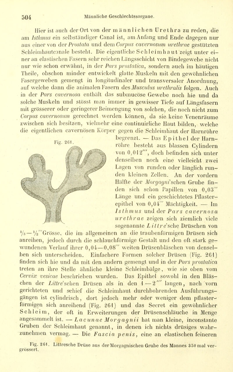 Hier ist auch der Ort von der männlichen Urethra zu reden, die am htlimus ein selbständiger Canal ist, am Anfang und Ende dagegen nur aus einer von der Prostata und dem Corpus caver7iosum urethrae gestützten Schleimhautcanale besteht. Die eigentliche Schleimhaut zeigt unter ei- ner an elastischen Fasern sehr reichen Längsschicht von Bindegewebe nicht nur wie schon erwähnt, in der Pars prostatica, sondern auch im häutigen Theile, obschon minder entwickelt glatte Muskeln mit den gewöhnlichen Fasergeweben gemengt in longitudinaler und transversaler Anordnung, aufweiche dann die animalen Fasern des Musculus urethralis folgen. Auch in der Pars cavernosa enthält das submucöse Gewebe noch hie und da solche Muskeln und stösst man immer in gewisser Tiefe auf Längsfasern mit grösserer oder geringerer Beimengung von solchen, die noch nicht zum Corpus cavernosum gerechnet werden können, da sie keine Venenräume zwischen sich besitzen, vielmehr eine continuirliche Haut bilden, welche die eigentlichen cavernösen Körper gegen die Schleimhaut der Harnröhre begrenzt. — Das Epithel der Harn- röhre besteht aus blassen Cylindern von 0,012', doch befinden sich unter denselben noch eine vielleicht zwei Lagen von runden oder länglich run- den kleinen Zellen. An der vordem Hälfte der Morgagni'sehen Grube fin- den sich schon Papillen von 0,03 Länge und ein geschichtetes Pflaster- epithel von 0,04' Mächtigkeit. — Im Isthmus und der Pars cavernosa urethrae zeigen sich ziemlich viele sogenannte Littrersehe Drüschen von Ys — y2 Grösse, die im allgemeinen an die traubenförmigen Drüsen sich anreihen, jedoch durch die schlauchförmige Gestalt und den oft stark ge- wundenen Verlauf ihrer 0,04—0,08' weiten Drüsenbläschen von densel- ben sich unterscheiden. Einfachere Formen solcher Drüsen (Fig. 261) finden sich hie und da mit den andern gemengt und in der Pars prostatica treten an ihre Stelle ähnliche kleine Schleimbäl^ge, wie sie oben vom Cervix vesicae beschrieben wurden. Das Epithel sowohl in den Bläs- chen der Litire'sehen Drüsen als in den 1 •—2' langen, nach vorn gerichteten und schief die Schleimhaut durchbohrenden Ausführungs- gängen ist cylindrisch, dort jedoch mehr oder weniger dem pflaster- förmigen sich anreihend (Fig. 261) und das Secret ein gewöhnlicher Schleim, der oft in Erweiterungen der Drüsenschläuche in Menge angesammelt ist. — Lacunae Morg agnii hat man kleine, inconstante Gruben der Schleimhaut genannt, in denen ich nichts drüsiges wahr- zunehmen vermag. — Die Fascia penis, eine an elastischen feineren Fig. 261. Littresche Drüse aus derMorgagnischen Grube des Mannes 350 mal ver- grössert.