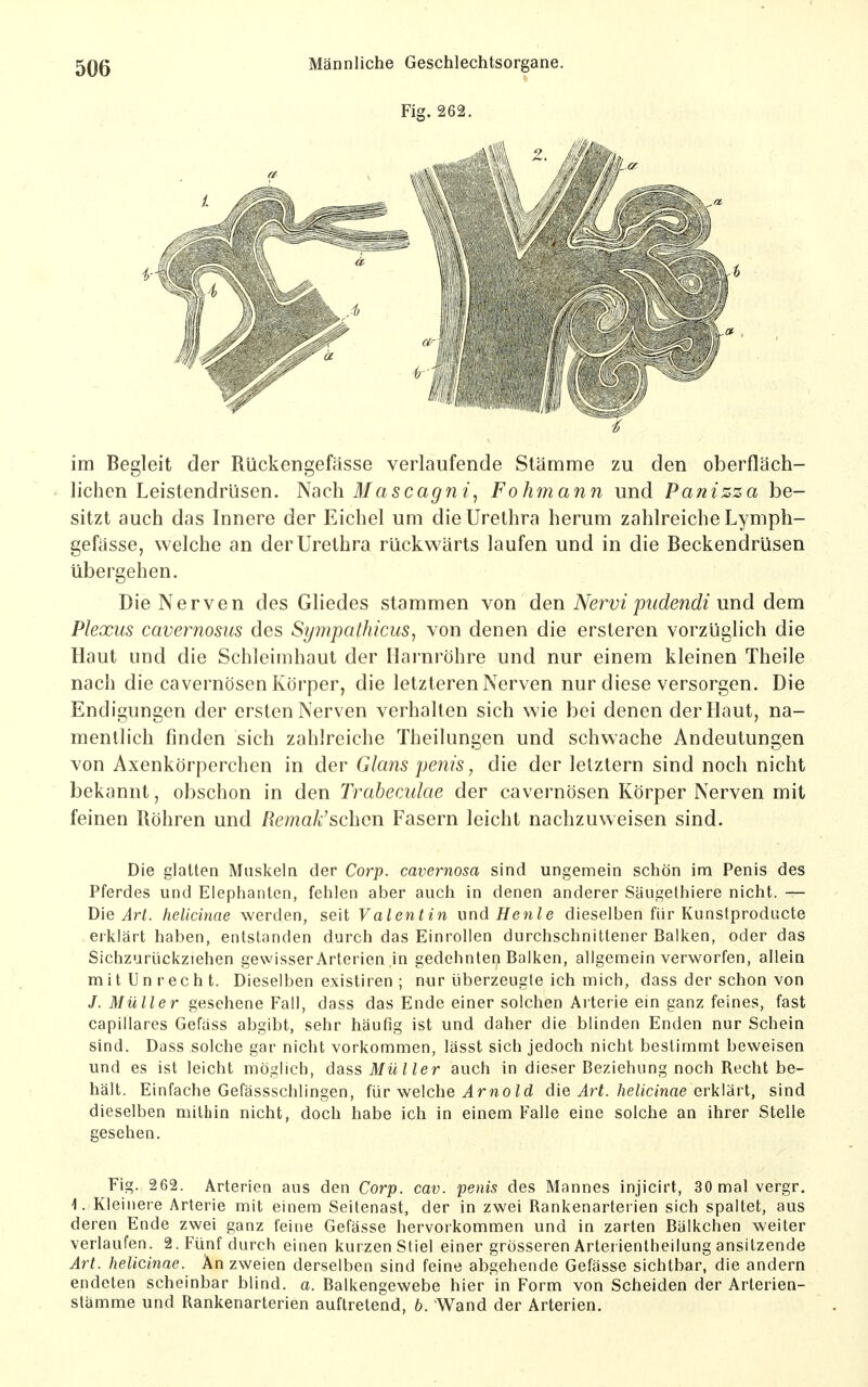 Fig. 262. n im Begleit der Rückengefässe verlaufende Stämme zu den oberfläch- lichen Leistendrüsen. Nach 3f a5ca^?2 z, Fohmann und Panizza be- sitzt auch das Innere der Eichel um die Urethra herum zahlreiche Lymph- gefässe, welche an der Urethra rückwärts laufen und in die Beckendrüsen übergehen. Die Nerven des Gliedes stammen von den Nervi piidendi und dem Plexus cavernosus des Sympathicus, von denen die ersteren vorzüglich die Haut und die Schleimhaut der Harnröhre und nur einem kleinen Theile nach die cavernösen Körper, die letzteren Nerven nur diese versorgen. Die Endigungen der ersten Nerven verhallen sich wie bei denen der Haut, na- mentlich finden sich zahlreiche Theilungen und schwache Andeutungen von Axenkörperchen in der Glans penis, die der letztern sind noch nicht bekannt, obschon in den Trabeculae der cavernösen Körper Nerven mit feinen Röhren und Remak'schen Fasern leicht nachzuweisen sind. Die glatten Muskeln der Corp. cavernosa sind ungemein schön im Penis des Pferdes und Elephanten, fehlen aber auch in denen anderer Säugelhiere nicht. — D\e Art. helicinae werden, seit Valentin vnd Henle dieselben für Kunstproducte erklärt haben, entstanden durch das Einrollen durchschnittener Balken, oder das Sichzuriickziehen gewisser Arterien in gedehnten Balken, allgemein verworfen, allein mit Unrecht. Dieselben existiren ; nur überzeugte ich mich, dass der schon von /. Müller gesehene Fall, dass das Ende einer solchen Arterie ein ganz feines, fast capillares Gefäss abgibt, sehr häutig ist und daher die blinden Enden nur Schein sind. Dass solche gar nicht vorkommen, lässt sich jedoch nicht bestimmt beweisen und es ist leicht möglich, dass Müller auch in dieser Beziehung noch Recht be- hält. Einfache Gefässschlingen, für welche Jr«odie Art. helicinae evkVävl, sind dieselben mithin nicht, doch habe ich in einem Falle eine solche an ihrer Stelle gesehen. Fig. 262. Arterien aus den Corp. cav. penis des Mannes injicirt, 30 mal vergr. 1. Kleinere Arterie mit einem Seitenast, der in zwei Rankenarterien sich spaltet, aus deren Ende zwei ganz feine Gefässe hervorkommen und in zarten Bälkchen weiter verlaufen. 2. Fünf durch einen kurzen Stiel einer grösseren Arterientheilung ansitzende Art. helicinae. An zweien derselben sind feine abgehende Gefässe sichtbar, die andern endeten scheinbar blind, a. Balkengewebe hier in Form von Scheiden der Arterien- stämme und Rankenarterien auftretend, 6. Wand der Arterien.