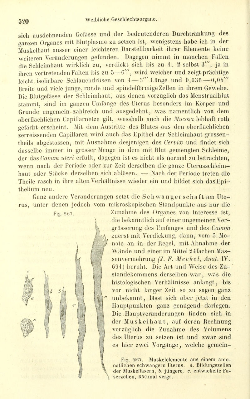 sich ausdehnenden Gefässe und der bedeutenderen Durchtränkung des ganzen Organes mit Blutplasma zu setzen ist, wenigstens habe ich in der Muskelhaut ausser einer leichteren Darstellbarkeit ihrer Elemente keine weiteren Veränderungen gefunden. Dagegen nimmt in manchen Fällen die Schleimhaut wirklich zu, verdickt sich bis zu 1, 2 selbst 3', ja in ihren vortretenden Falten bis zu 5—6', wird weicher und zeigt prächtige leicht isohrbare Schlauchdrüsen von 1 — 3' Länge und 0,036 — 0,04' Breite und viele junge, runde und spindelförmige Zellen in ihrem Gewebe. Die Blutgefässe der Schleimhaut, aus denen vorzüglich das Menstrualblut stammt, sind im ganzen Umfange des Uterus besonders im Körper und Grunde ungemein-zahlreich und ausgedehnt, was namentlich von dem oberflächlichen Capillarnetze gilt, wesshalb auch die Mucosa lebhaft roth gefärbt erscheint. Mit dem Austritte des Blutes aus den oberflächlichen zerreissenden Capillaren wird auch das Epithel der Schleimhaut grossen- Iheils abgestossen, mit Ausnahme desjenigen des Cervix und findet sich dasselbe immer in grosser Menge in dem mit Blut gemengten Schleime, der das Cavim uteri erfüllt, dagegen ist es nicht als normal zu betrachten, wenn nach der Periode oder zur Zeit derselben die ganze Uterusschleim- haut oder Slücke derselben sich ablösen. — Nach der Periode treten die Theile rasch in ihre alten Verhältnisse wieder ein und bildet sich dasEpi- thelium neu. Ganz andere Veränderungen setzt die Schwangerschaft am Ute- rus, unter denen jedoch vom mikroskopischen Standpunkte aus nur die Fig. 267. Zunahme des Organes von Interesse ist, die bekanntlich auf einer ungemeinen Ver- grösserung des Umfanges und des Cavim zuerst mit Verdickung, dann, vom 5. Mo- nate an in der Regel^ mit Abnahme der Wände und einer im Mittel 24fachen Mas- senvermehrung (J. F. Meckel, Anat. IV. 691) beruht. Die Art und Weise des Zu- ' Standekommens derselben war, was die histologischen Verhältnisse anlangt, bis tlk lllllllli IIIIII vor nicht langer Zeit so zu sagen ganz unbekannt, lässt sich aber jetzt in den Hauptpunkten ganz genügend darlegen. Die Hauptveränderungen finden sich in der Muskel haut, auf deren Rechnung vorzüglich die Zunahme des Volumens des Uterus zu setzen ist und zwar sind es hier zwei Vorgänge^ welche gemein- Fig. 267. Muskelelemcnte aus einem ömo- natlichen schwangern Uterus, a. Bildungszellen der Muskelfasern, h. jüngere, c. entwickelte Fa- serzellen, 350 mal vergr.