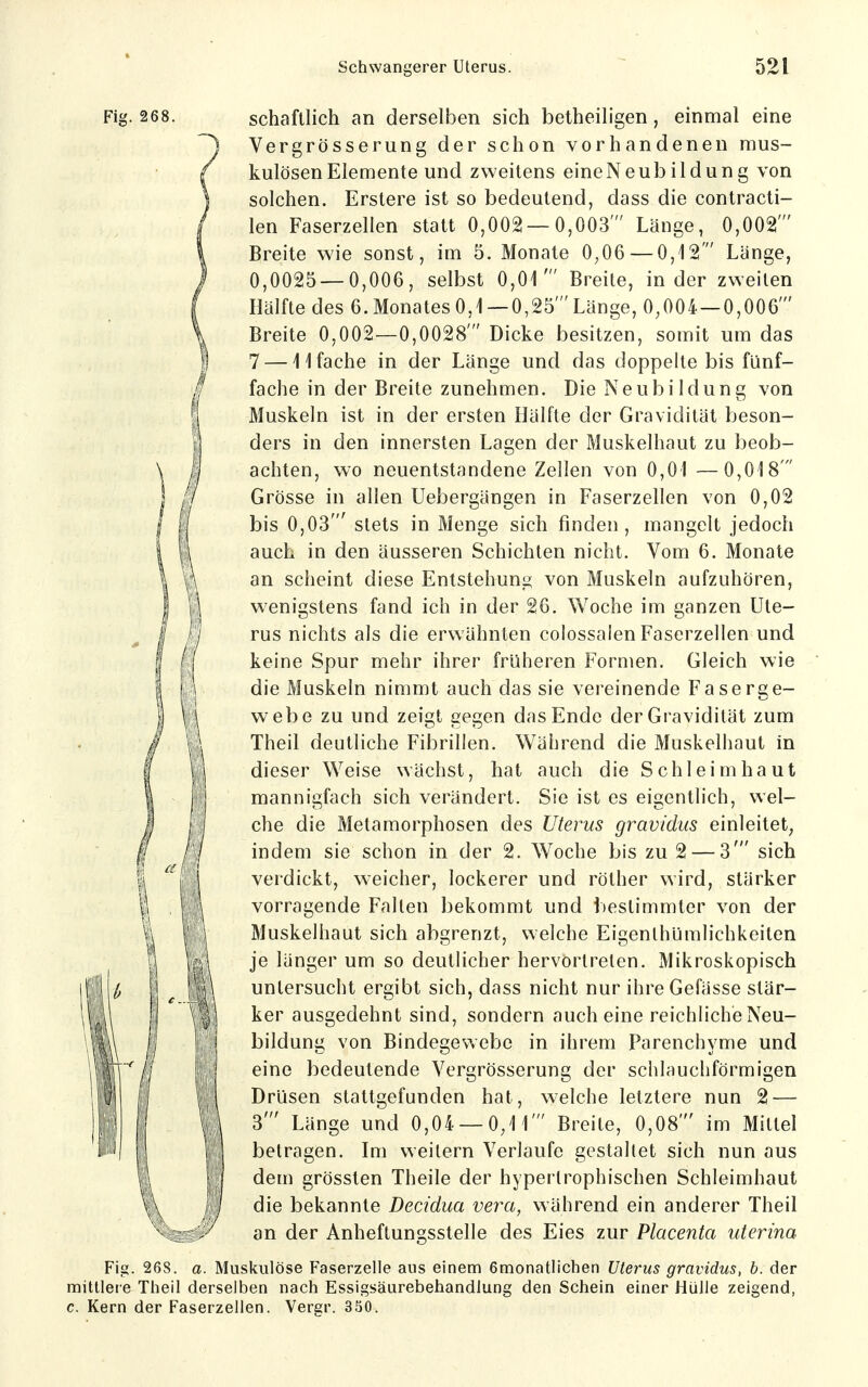 Fig. 268. schaftlich an derselben sich betheiligen, einmal eine Vergrösserung der schon vorhandenen mus- kulösen Elemente und zweitens eineNeubildung von solchen. Erstere ist so bedeutend, dass die contracti- len Faserzellen statt 0,002 — 0,003' Länge, 0,002' Breite wie sonst, im 5. Monate 0,06 — 0,12 Länge, 0,0025 — 0,006, selbst 0,01' Breite, in der zweiten Hälfte des 6. Monates 0,1— 0,25'Länge, 0,004—0,006' Breite 0,002—0,0028' Dicke besitzen, somit um das 7 —11 fache in der Länge und das doppelte bis fünf- fache in der Breite zunehmen. Die Neubildung von Muskeln ist in der ersten Hälfte der Gravidität beson- ders in den innersten Lagen der Muskelhaut zu beob- achten, wo neuentstandene Zellen von 0,01 —0,018' Grösse in allen Uebergängen in Faserzellen von 0,02 bis 0,03' stets in Menge sich finden, mangelt jedoch auch in den äusseren Schichten nicht. Vom 6. Monate an scheint diese Entstehung von Muskeln aufzuhören, wenigstens fand ich in der 26. Woche im ganzen Ute- rus nichts als die erwähnten colossalen Faserzellen und keine Spur mehr ihrer früheren Formen. Gleich wie die Muskeln nimmt auch das sie vereinende Faserge- webe zu und zeigt gegen das Ende der Gravidität zum Theil deutliche Fibrillen. Während die Muskelhaut in dieser Weise wächst, hat auch die Schleimhaut mannigfach sich verändert. Sie ist es eigentlich, wel- che die Metamorphosen des Uterus gravidus einleitet^ indem sie schon in der 2. Woche bis zu 2 — 3' sich verdickt, weicher, lockerer und röther wird, stärker vorragende Fallen bekommt und bestimmter von der Muskelhaut sich abgrenzt, welche Eigenlhümlichkeiten je länger um so deutlicher hervortreten. Mikroskopisch untersucht ergibt sich, dass nicht nur ihreGefässe stär- ker ausgedehnt sind, sondern auch eine reichliche Neu- bildung von Bindegewebe in ihrem Parenchyme und eine bedeutende Vergrösserung der schlauchförmigen Drüsen stattgefunden hat, welche letztere nun 2 — 3' Länge und 0,04 — 0,11' Breite, 0,08' im Mittel betragen. Im weitern Verlaufe gestallet sich nun aus dem grössten Theile der hypertrophischen Schleimhaut die bekannte Decidua vera, während ein anderer Theil an der Anheftungsstelle des Eies zur Placenta uterina Fig. 268. a. Muskulöse Faserzelle aus einem 6monatlichen Uterus gravidus, b. der ttlere Theil derselben nach Essigsäurebehandlung den Schein einer Hülle zeigend, Kern der Faserzellen. Vergr. 350.