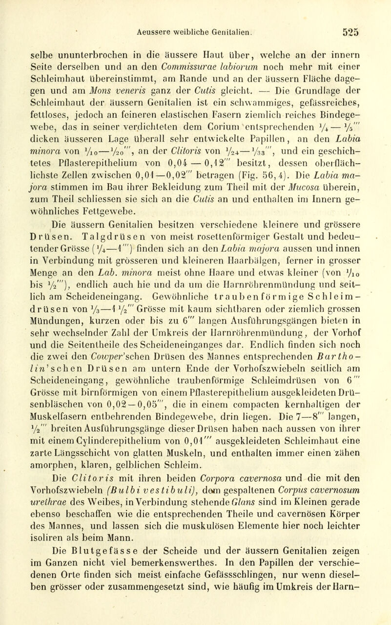 selbe ununterbrochen in die äussere Haut über, welche an der Innern Seite derselben und an den Commissurae labiorum noch mehr mit einer Schleimhaut übereinstimmt, am Rande und an der äussern Fläche dage- gen und am Möns veneris ganz der Cutis gleicht. — Die Grundlage der Schleimhaut der äussern Genitalien ist ein schwammiges, gefässreiches, fettloses, jedoch an feineren elastischen Fasern ziemlich reiches Bindege- webe, das in seiner verdichteten dem Corium entsprechenden 7+—Ys  dicken äusseren Lage überall sehr entwickelte Papillen, an den Labia minora von Vio—^/lo-> an der Clitoris von —Vas'und ein geschich- tetes Pflaslerepithelium von 0,04 — 0,12 besitzt, dessen oberfläch- lichste Zellen zwischen 0,01—0,02  betragen (Fig. 56,4). Die Labia ma- jora stimmen im Bau ihrer Bekleidung zum Theil mit der Mucosa überein, zum Theil schliessen sie sich an die Cutis an und enthalten im Innern ge- wöhnliches Fettgewebe. Die äussern Genitalien besitzen verschiedene kleinere und grössere Drüsen. Talgdrüsen von meist rosettenförmiger Gestalt und bedeu- tender Grösse —1 ) finden sich an den Labia majora aussen und innen in Verbindung mit grösseren und kleineren Haarbälgen, ferner in grosser Menge an den Lab. minora meist ohne Haare und etwas kleiner (von Vio bis Vs'), endlich auch hie und da um die Harnröhrenmündung und seit- lich am Scheideneingang. Gewöhnliche traubenförmige Schleim- drüsen von Ys—1 Ya' Grösse mit kaum sichtbaren oder ziemlich grossen Mündungen, kurzen oder bis zu 6' langen Ausführungsgängen bieten in sehr wechselnder Zahl der Umkreis der Harnröhrenmündung, der Vorhof und die Seitentheile des Scheideneinganges dar. Endlich finden sich noch die zwei den Cowper'schen Drüsen des Mannes entsprechenden Bartho- lin^ sehen Drüsen am untern Ende der Vorhofszwiebeln seitlich am Scheideneingang, gewöhnliche traubenförmige Schleimdrüsen von 6' Grösse mit birnförmigen von einem Pflasterepithelium ausgekleideten Drü- senbläschen von 0,02 — 0,05', die in einem compacten kernhaltigen der Muskelfasern entbehrenden Bindegewebe, drin liegen. Die 7—8' langen, Ya  breiten Ausführungsgänge dieser Drüsen haben nach aussen von ihrer mit einem Cylinderepithelium von 0,01' ausgekleideten Schleimhaut eine zarte Längsschicht von glatten Muskeln, und enthalten immer einen zähen amorphen, klaren, gelblichen Schleim. Die Clitoris mit ihren beiden Corpora cavernosa und die mit den Vorhofszwiebeln (Bulbi vestibuli), dem gespaltenen Corpus cavernosum urethrae des Weibes, in Verbindung stehende sind im Kleinen gerade ebenso beschaffen wie die entsprechenden Theile und cavernösen Körper des Mannes, und lassen sich die muskulösen Elemente hier noch leichter isoliren als beim Mann. Die Blutgefässe der Scheide und der äussern Genitalien zeigen im Ganzen nicht viel bemerkenswerthes. In den Papillen der verschie- denen Orte finden sich meist einfache Gefässschlingen, nur wenn diesel- ben grösser oder zusammengesetzt sind, wie häufig im Umkreis der Harn-