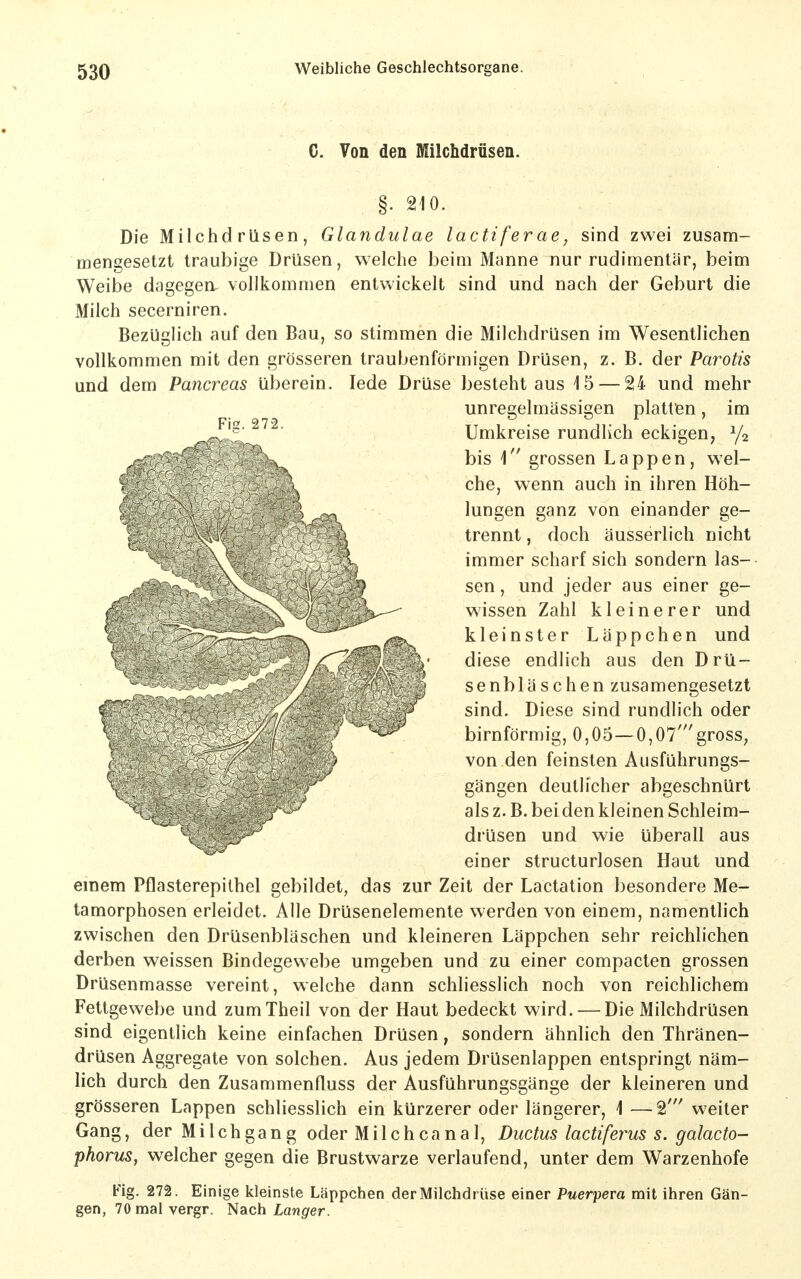 C. Von den Milchdrüsen. §. 210. Die Milchdrüsen, Glandulae lactiferae, sind zwei zusam- mengesetzt traubige Drüsen, welche beim Manne nur rudimentär, beim Weibe dagegen, vollkommen entwickelt sind und nach der Geburt die Milch secerniren. Bezüglich auf den Bau, so stimmen die Milchdrüsen im Wesentlichen vollkommen mit den grösseren traubenförmigen Drüsen, z. B. der Parotis und dem Pancreas überein. lede Drüse besteht aus 15 — 24 und mehr emem Pflasterepithel gebildet, das zur Zeit der Lactation besondere Me- tamorphosen erleidet. Alle Drüsenelemente werden von einem, namentlich zwischen den Drüsenbläschen und kleineren Läppchen sehr reichlichen derben weissen Bindegewebe umgeben und zu einer compacten grossen Drüsenmasse vereint, welche dann schliesslich noch von reichlichem Fettgewebe und zumTheil von der Haut bedeckt wird. — Die Milchdrüsen sind eigentlich keine einfachen Drüsen, sondern ähnlich den Thränen- drüsen Aggregate von solchen. Aus jedem Drüsenlappen entspringt näm- lich durch den Zusammenfluss der Ausführungsgänge der kleineren und grösseren Lappen schliesslich ein kürzerer oder längerer, 1 —2' weiter Gang, der M i 1 c h g a n g oder M i 1 c h c a n a 1, Ductus lactiferus s. galacto- phorus, welcher gegen die Brustwarze verlaufend, unter dem Warzenhofe Fig. 272. Einige kleinste Läppchen der Milchdrüse einer Puerpera mit ihren Gän- gen, 70 mal vergr. Nach Langer. Fig. 272. unregelmässigen plattien, im Umkreise rundlich eckigen, y2 bis 1 grossen Lappen, wel- che, wenn auch in ihren Höh- lungen ganz von einander ge- trennt , doch äusserlich nicht immer scharf sich sondern las-- sen, und jeder aus einer ge- wissen Zahl kleinerer und kleinster Läppchen und diese endlich aus den Drü- senbläschen zusamengesetzt sind. Diese sind rundlich oder birnförmig, 0,05—0,07'grosS; von den feinsten Ausführungs- gängen deutlicher abgeschnürt als z. B. bei den kleinen Schleim- drüsen und wie überall aus einer structurlosen Haut und
